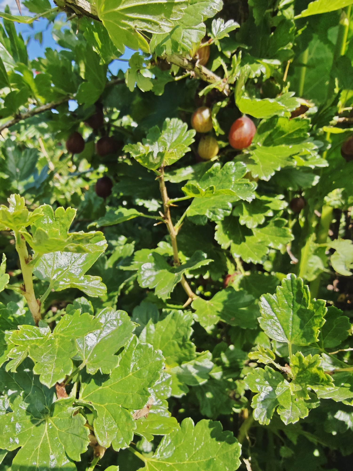 A close-up, eye-level, vertical shot showcases a gooseberry bush laden with ripe berries. The gooseberries vary in color from yellow to reddish-brown, with several prominent examples visible. The leaves of the bush are a vibrant green, with some displaying a slight sheen from sunlight. The background is a blur of more green foliage and hints of a bright blue sky. The scene appears to be an outdoor setting in Podolsk, Russia, likely a garden or park, during daylight hours given the bright illumination. There are no people or animals visible in the frame. The image is sharply focused on the gooseberries and leaves, with a shallow depth of field blurring the background elements.