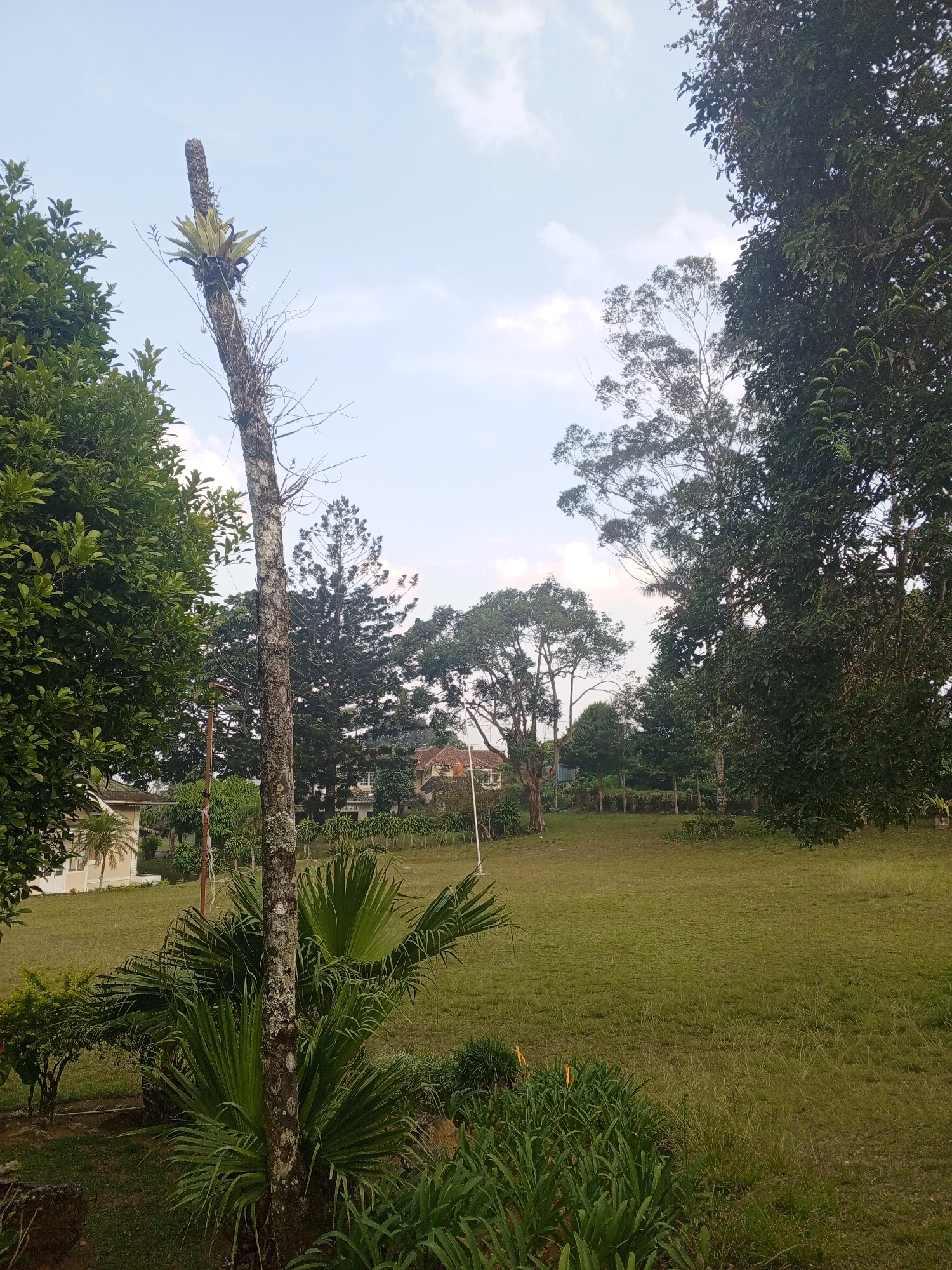 The image depicts a grassy landscape with several trees and some buildings in the background. The foreground features a tall, dead tree trunk with a bromeliad plant growing on it, accompanied by a fan palm and other green foliage. A well-maintained lawn extends into the midground, where more trees and a fence are visible. In the distance, several buildings with tiled roofs are nestled amongst the trees, suggesting a residential or resort area. The sky above is partly cloudy with a pale blue hue. The scene appears to be a tranquil outdoor setting, possibly a garden or park.