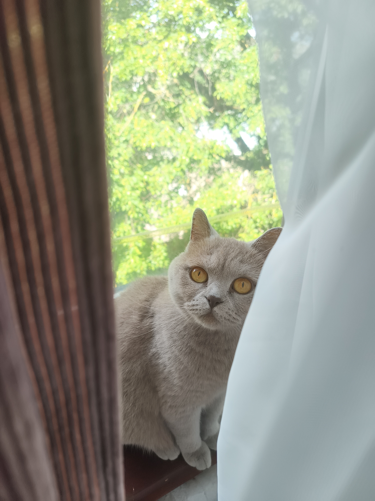 A grey-beige cat with golden eyes peeks out from behind sheer white curtains and a brown striped curtain in front of a window. Outside the window, lush green trees are visible. The location is Ternopil, Ukraine.