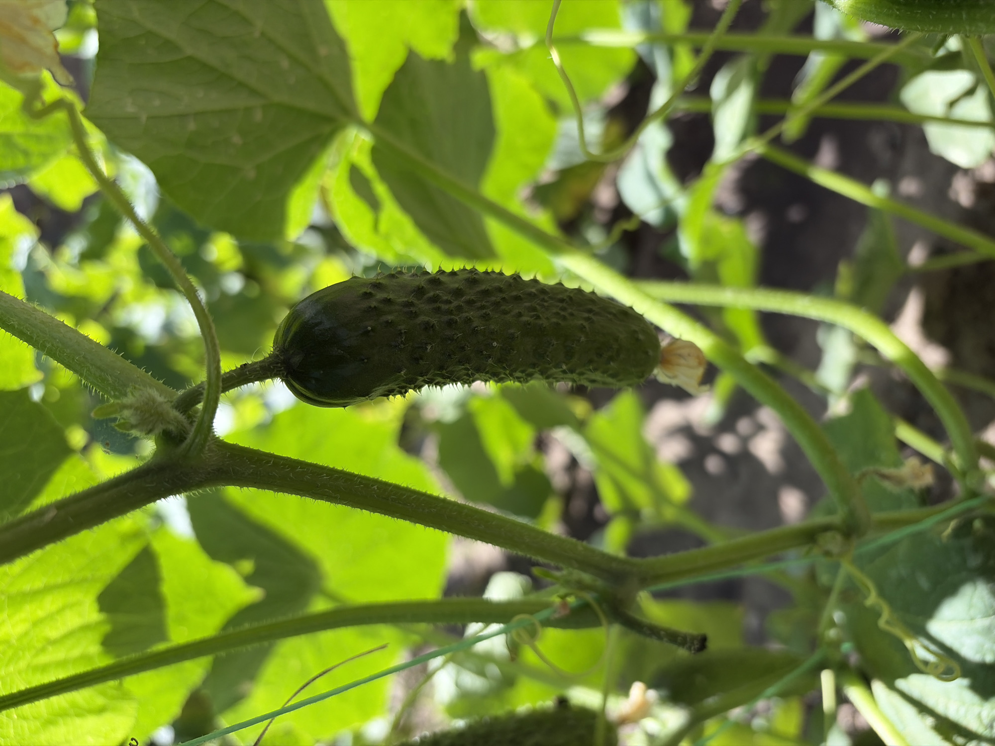 The image shows a close-up, eye-level shot of a small cucumber growing on a vine. The cucumber is dark green with prominent bumps and is hanging downwards, attached to a thick, fuzzy stem. Several other green leaves and stems are visible, some in focus and some blurred, creating a natural, garden-like setting. A hint of sunlight filters through the foliage, casting subtle shadows on the ground below, which appears to be dark soil. The overall scene is lush and vibrant, suggesting a healthy plant in a garden. The image is a vertical composition, focusing on the single cucumber and its immediate surroundings.