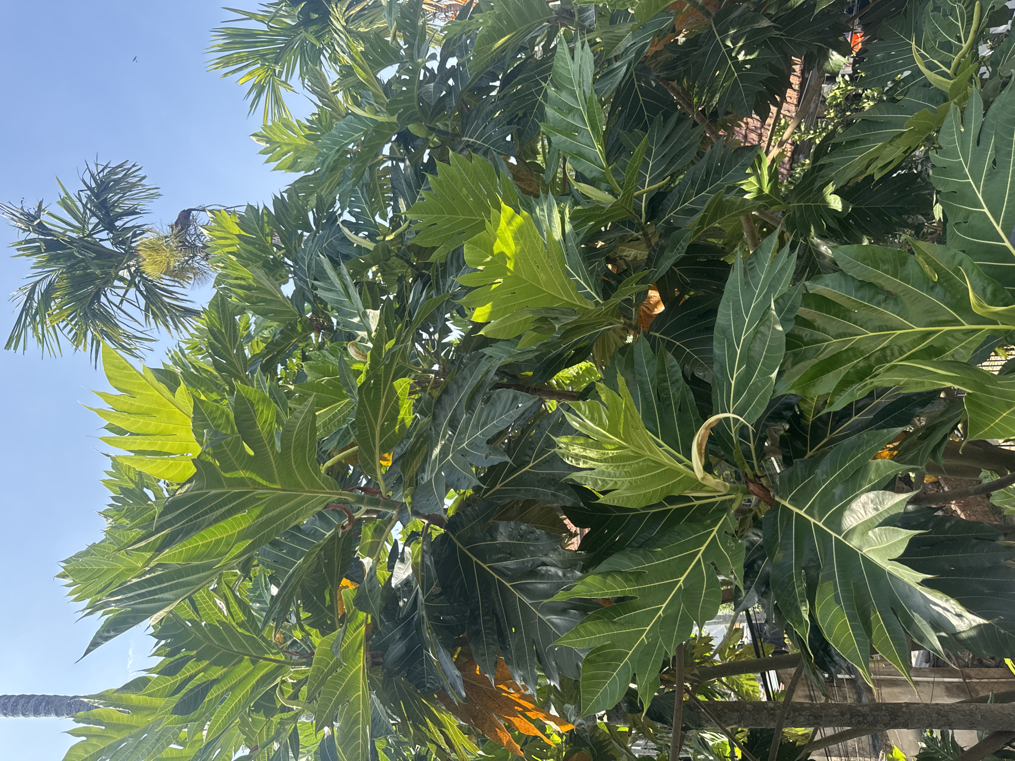 The image shows a close-up of a breadfruit tree with deeply lobed leaves, some brightly lit by sunlight, against a backdrop of blue sky. A palm tree is visible in the upper left corner. The setting likely implies a tropical climate, suggestive of Đà Nẵng, Vietnam, given the type of vegetation. The foliage fills much of the frame, with the leaves displaying a pattern of prominent veins. A brick wall is partially visible in the background. The lighting suggests the photo was taken during the day. There are no people visible in the image.