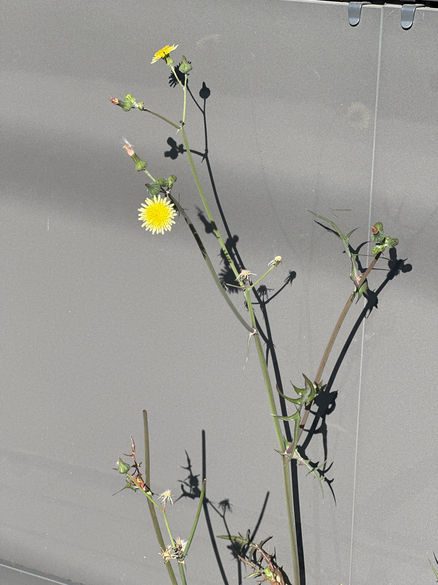 The image shows a tall, thin plant with several yellow flowers and buds against a plain, grey, vertical surface. The plant is in focus, while the background is slightly blurred, suggesting it is outdoors in daylight. The grey surface appears to be a wall or a fence, possibly made of tiled panels, with faint lines indicating seams between them. Shadows of the plant and its leaves are cast upon the grey surface, indicating a strong light source, likely the sun, coming from the side and slightly from above.
There are no people or animals visible in the image. The plant itself has thin, green stems, some of which are tinged with red. The yellow flowers are small and daisy-like, with numerous narrow petals. There are also several green buds, some of which are topped with small, reddish-brown structures. Some parts of the plant show signs of wilting or drying out, with fluffy seed heads visible. The leaves are sparse, long, and spiky, some appearing to be emerging from the stems.
The presence of the grey, tiled wall and the overall outdoor setting suggest an urban or semi-urban environment. However, without any specific landmarks or context, it is impossible to determine the exact location within the city of Biysk, Russia, based solely on this image. The image depicts a natural element (the plant) juxtaposed against a man-made structure.