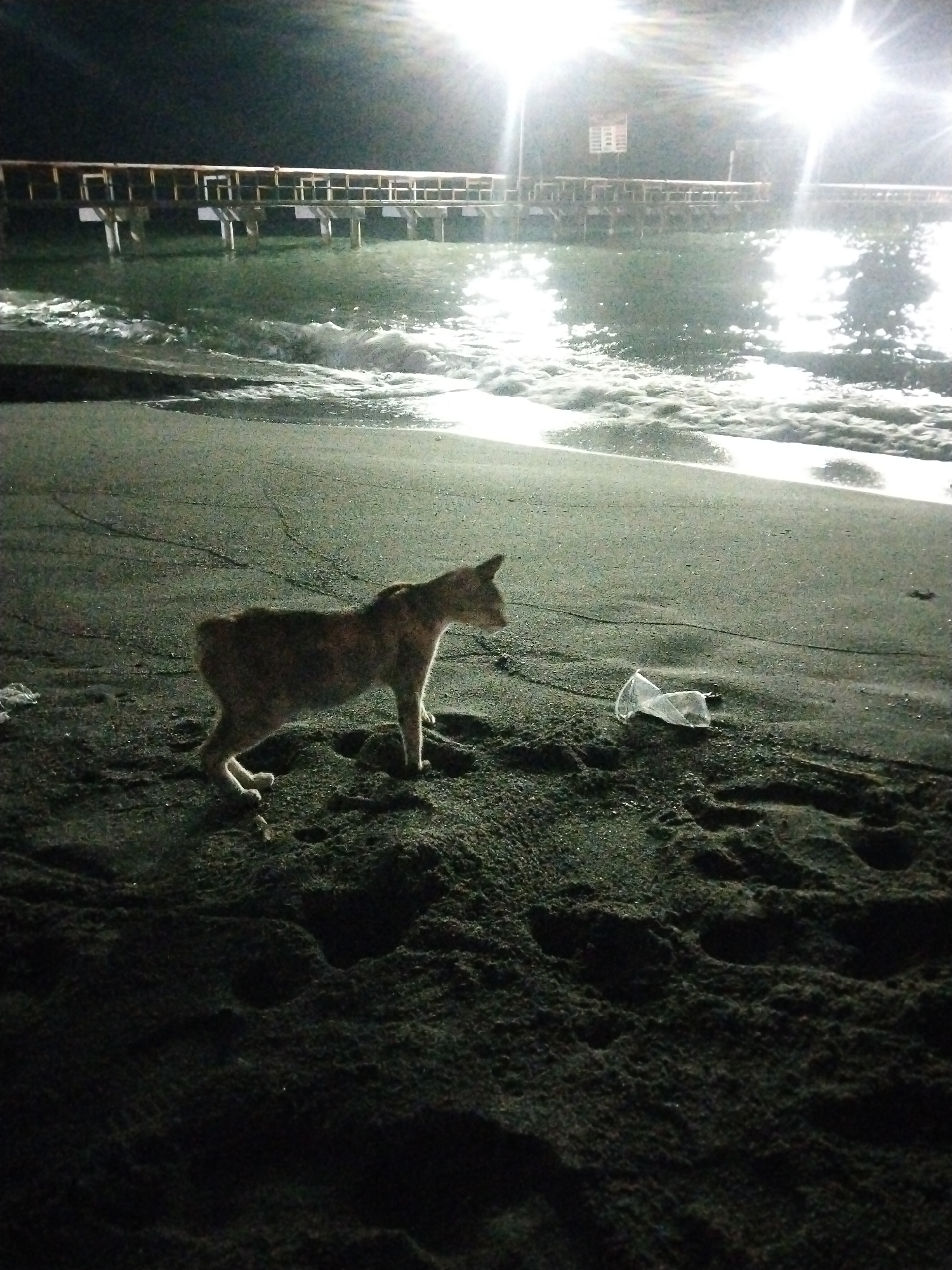 A cat stands on a dark, sandy beach at night. The cat is thin and has light brown fur with darker stripes. It is facing to the right, looking down and away from the camera. Behind the cat, the ocean is visible, with gentle waves lapping the shore. In the background, a long pier with railings and support posts extends over the water. Bright lights are visible above the pier, illuminating the scene and creating reflections on the water's surface. A crumpled plastic bag lies on the sand near the cat. The overall scene is dimly lit, with the artificial lights from the pier being the primary light source. The location is believed to be the beach near the Lhokseumawe pier in Lhokseumawe, Indonesia.