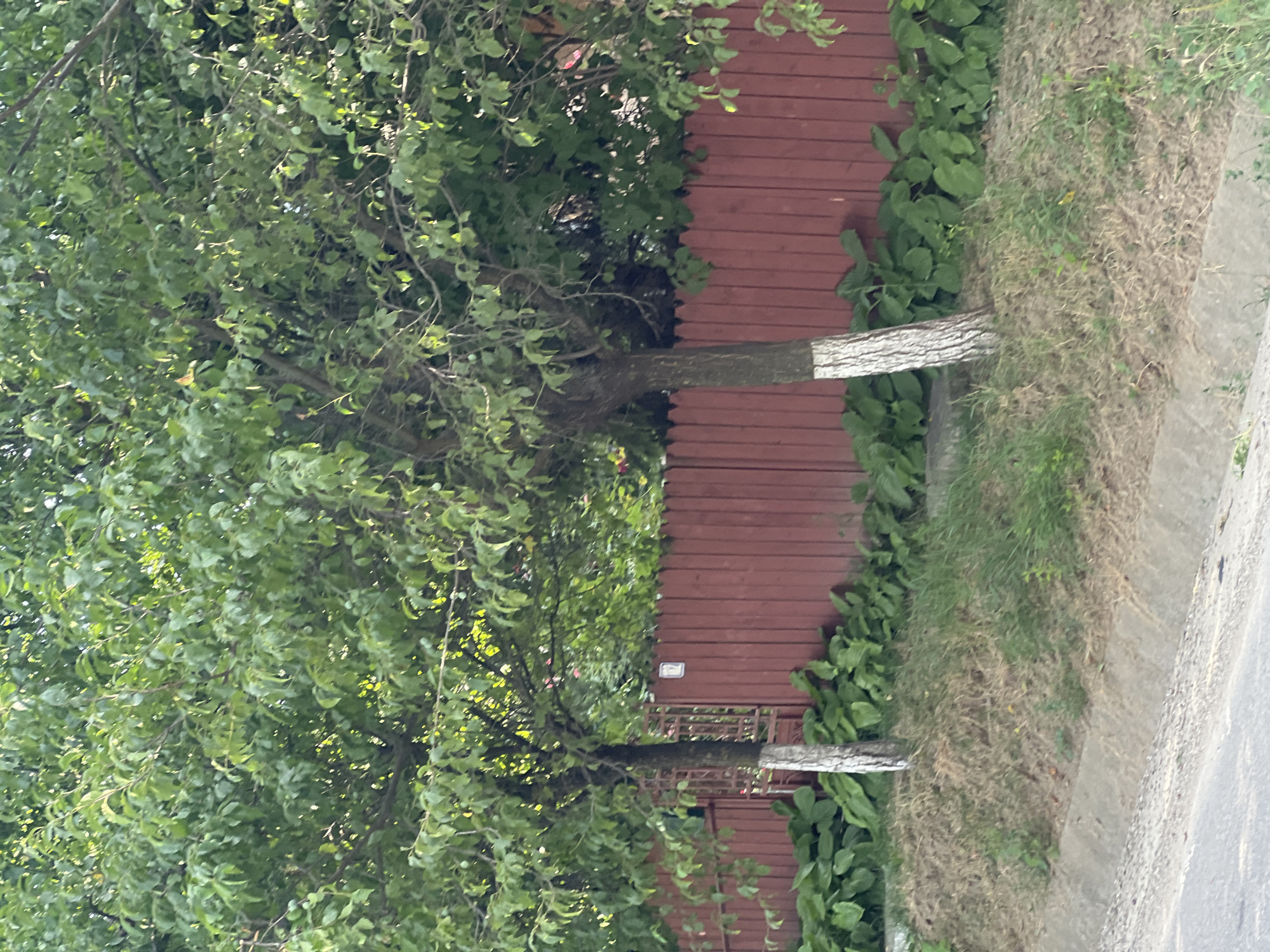 The image depicts an outdoor scene in Bârnova, Romania, featuring a large tree with lush green foliage. The tree's trunk is partially covered with a white band, and it extends horizontally across the frame, suggesting it might be leaning or supported. Behind the tree is a reddish-brown wooden fence, which appears to be made of horizontal planks. Along the base of the fence, there are green leafy plants. To the right of the fence, there is an area of dry, patchy grass and a concrete pathway or road. The lighting suggests it is daytime, with sunlight filtering through the leaves of the tree, creating dappled shadows. The overall atmosphere is natural and somewhat rural. There are no people visible in the image. A small white rectangular label is attached to the wooden fence.