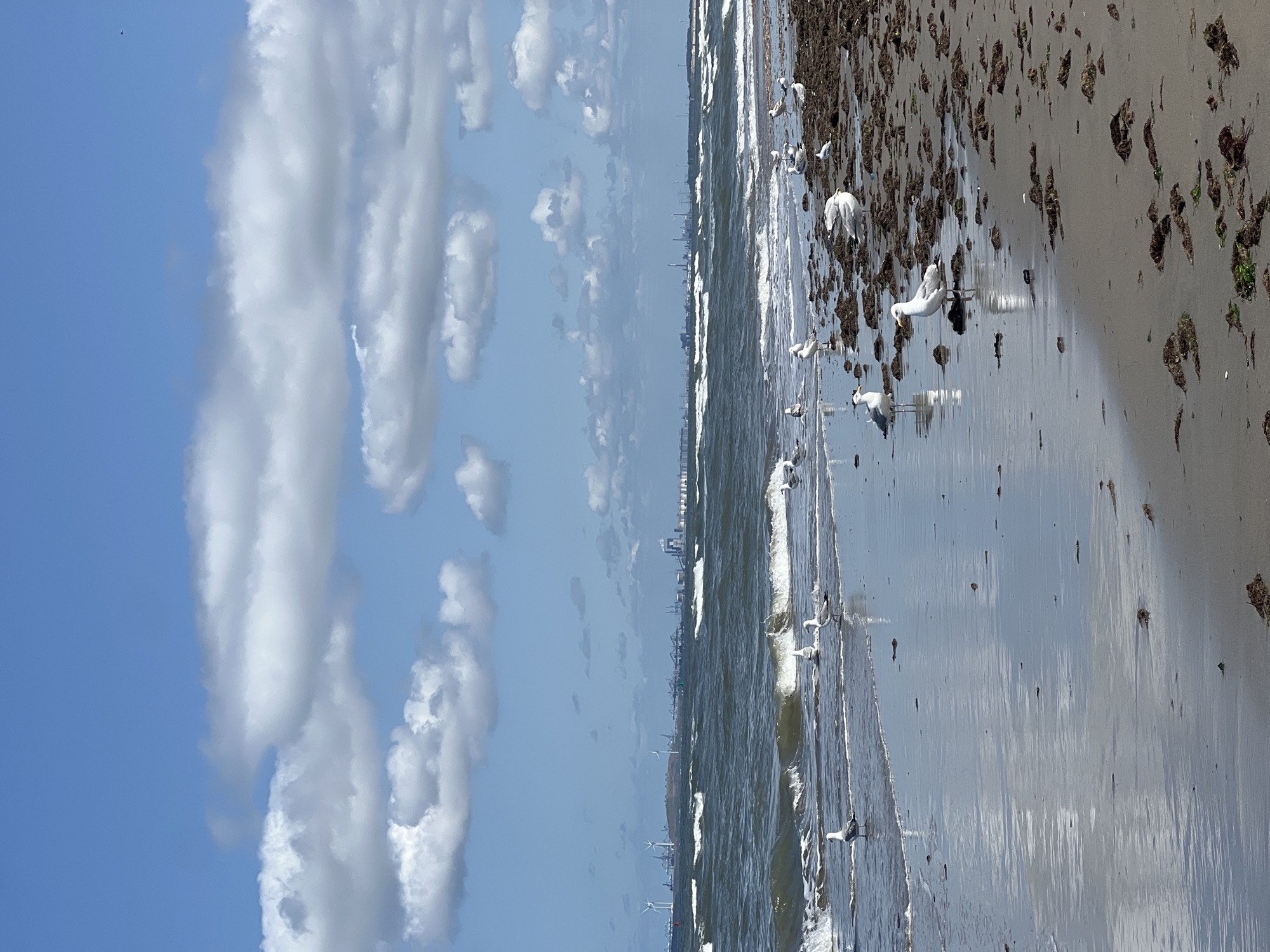 The image depicts a coastal scene on a bright, partly cloudy day. In the foreground, a sandy beach is covered in seaweed, with small waves lapping at the shore. Numerous seagulls are present, scattered across the sand and in the shallow water. The sea is choppy with whitecaps. In the distance, a coastline is visible with various industrial structures, including wind turbines, factories, and port facilities. The sky is a clear blue with scattered white clouds. The overall impression is that of a somewhat industrial coastal landscape, with seagulls being the primary living subjects.