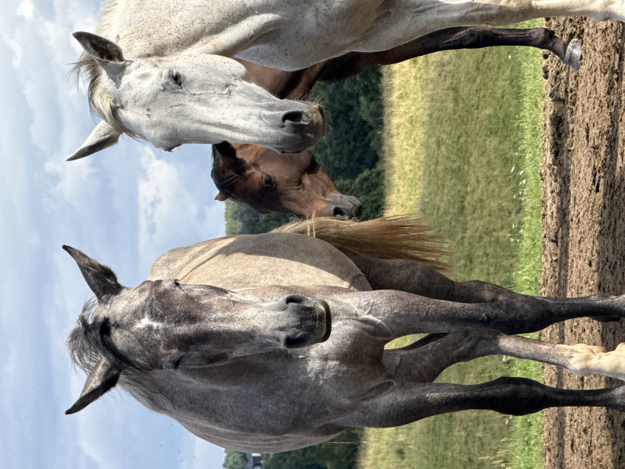 The image shows three horses in an outdoor setting. The horse in the foreground on the left is a light gray Dapple horse. It is facing the camera with its head slightly lowered. Its body is mostly visible, and its legs are positioned on dry ground. To the right of this horse is a white speckled horse, also facing the camera but with its head turned slightly to the left. Only the head and part of the neck of this horse are clearly visible. Behind and between these two horses, a third horse, a bay or dark brown horse, is partially visible. Its head is turned to the left, and it appears to be sniffing or interacting with the gray horse. The background consists of a green grassy field with some trees and a cloudy sky. The ground in the foreground is a mixture of dry dirt and some patches of grass. The image was taken in the city of Galinė, Lithuania.
