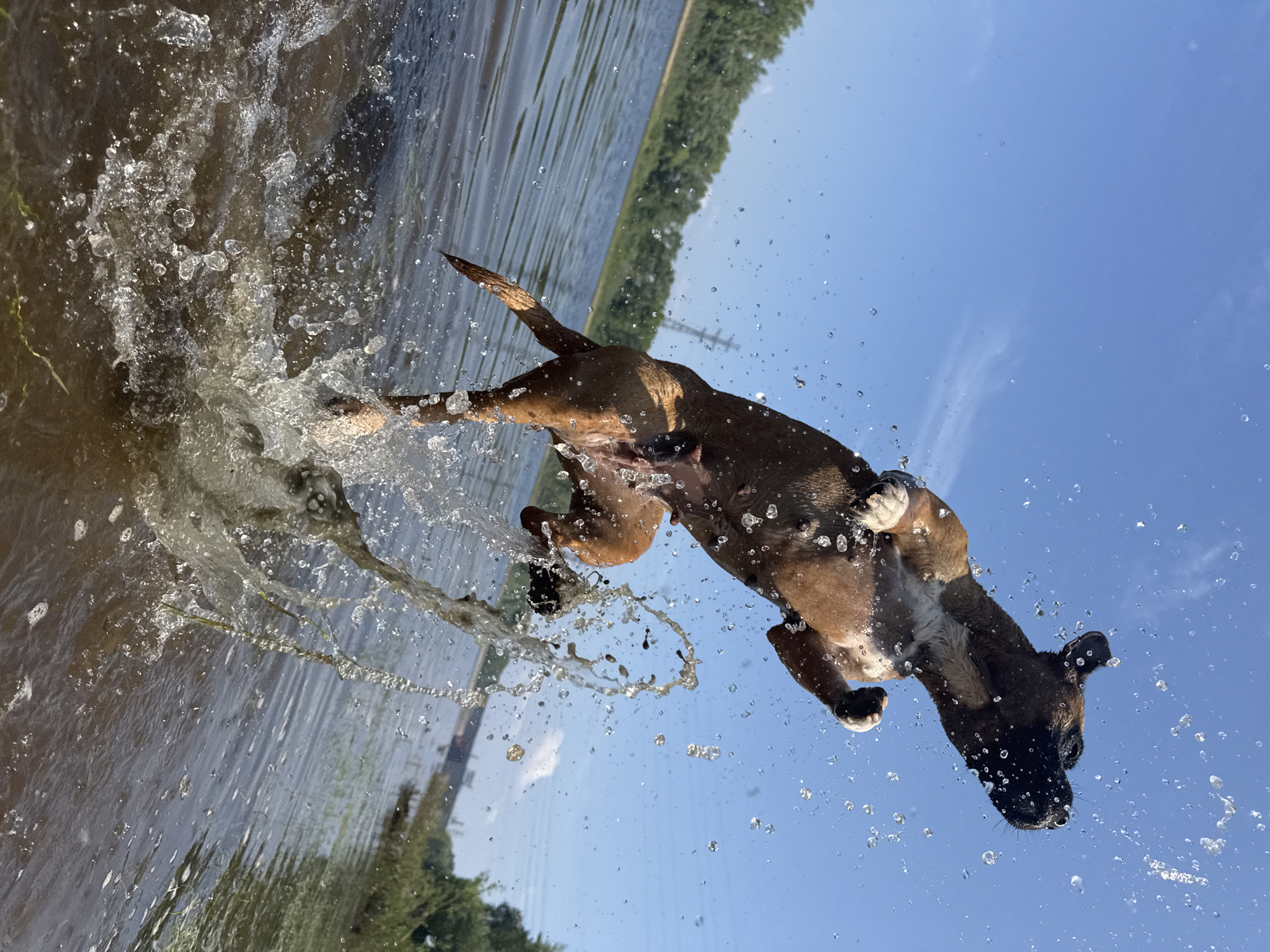A boxer dog leaps out of the water, creating a large splash. The dog is in mid-air, with its front paws extended and its body angled upwards. Water droplets are scattered around the dog, and a large splash is visible at its feet. The background is a body of water with trees and a power line in the distance. The sky is clear and blue. The image appears to have been taken in the city of Chaikovsky, Russia, possibly near the Kama River.