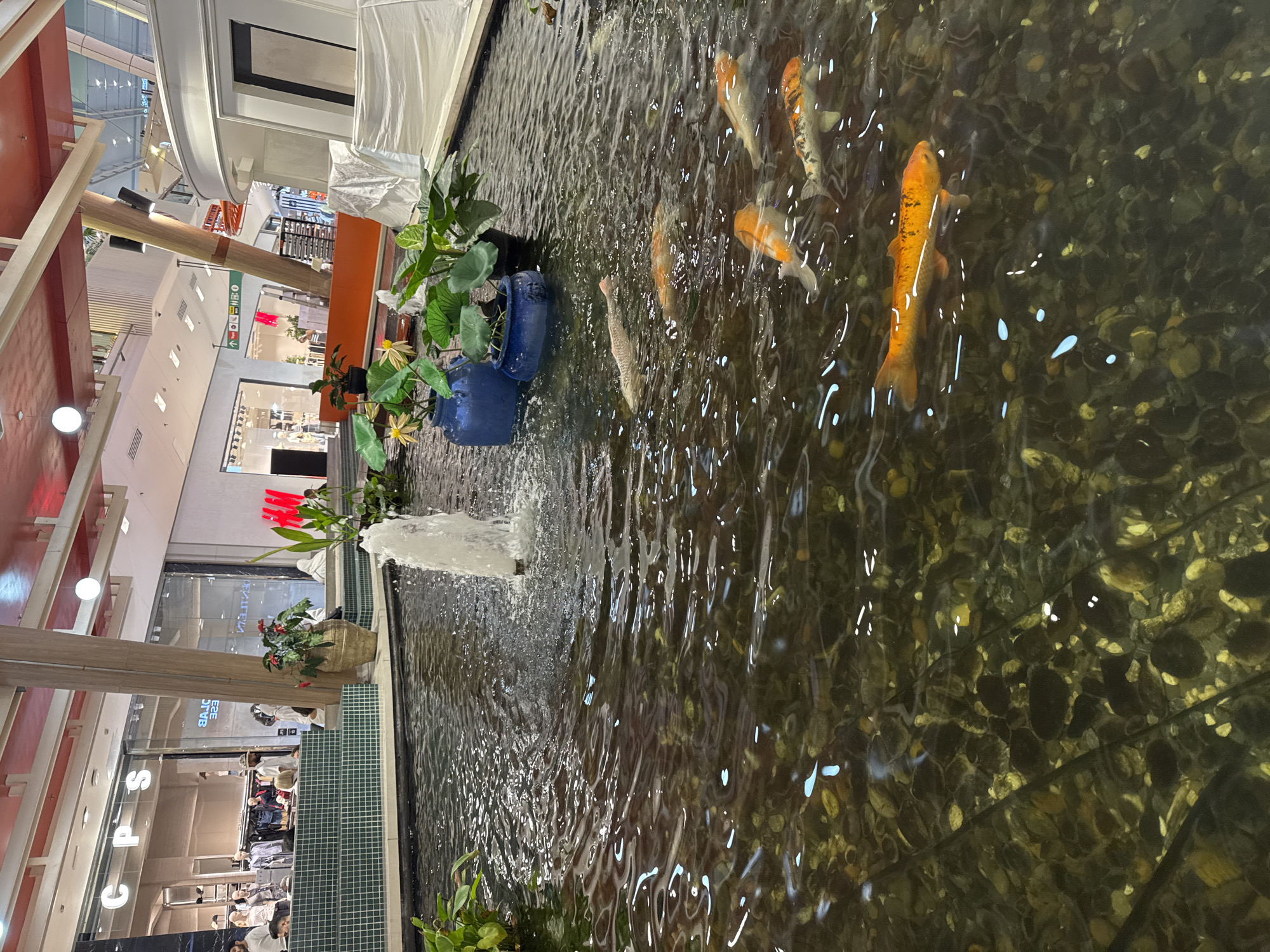 This image captures a koi pond situated within a brightly lit indoor shopping mall, likely in the city of Wichit, Thailand, given the presence of the H&M store and the overall mall architecture. The pond, filled with clear water, showcases a variety of colorful koi fish swimming amongst a rocky bed and aquatic plants. A small fountain in the center of the pond adds a gentle bubbling effect.
In the background, various retail stores are visible, including "CPS" and "H&M," with mannequins displaying clothing inside the store windows. Patrons of the mall can be seen browsing or walking by. The mall's interior features include modern lighting, architectural columns, and decorative elements like potted plants and large urns. The scene is vibrant and bustling, indicative of a commercial hub.