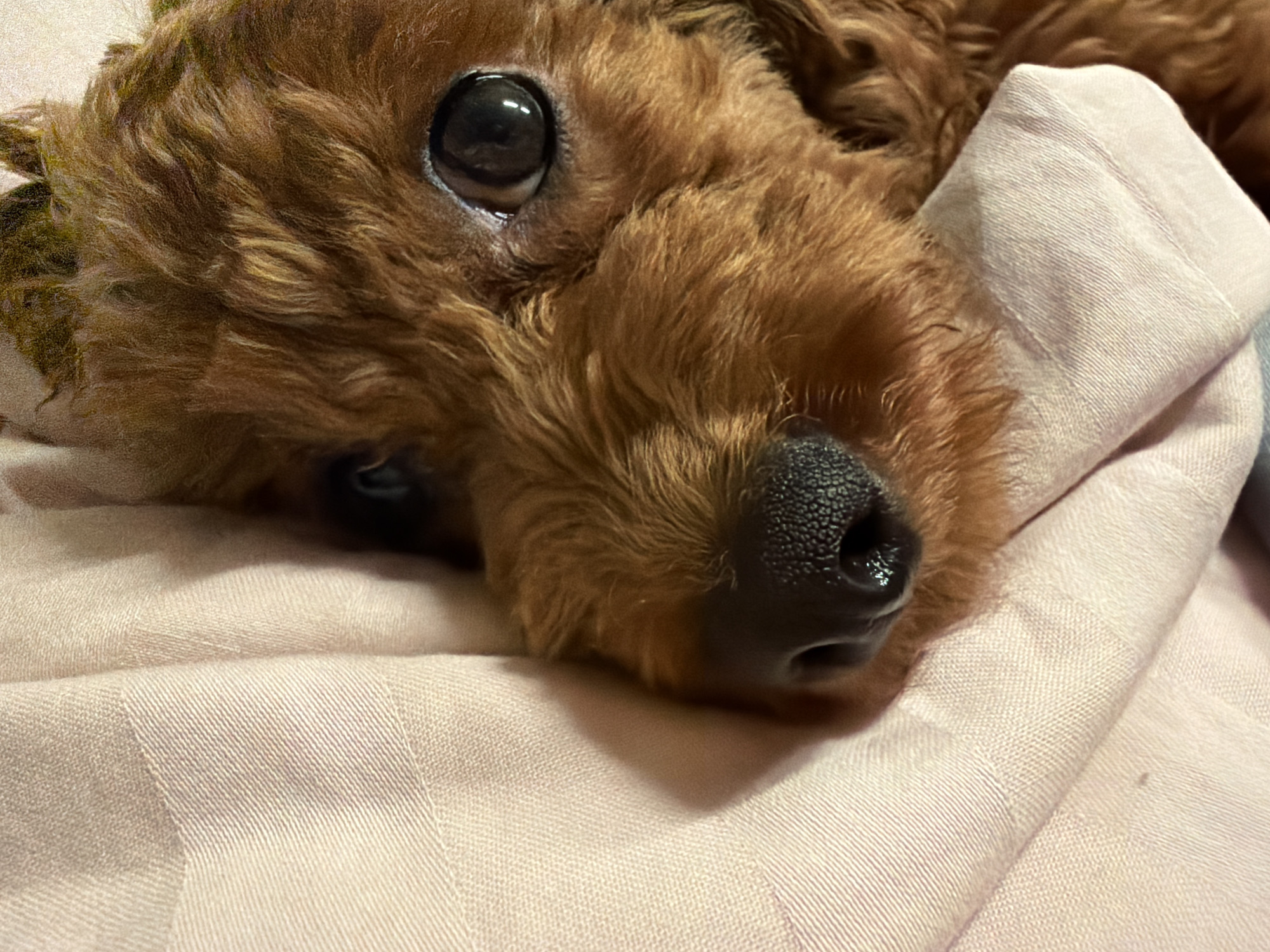 A close-up, eye-level shot captures the head of a small, brown poodle resting on a pink fabric surface. The dog's dark, expressive eye is a prominent feature, reflecting light. Its snout, with a wet, black nose, is also visible. The fabric appears to be a blanket or sheet, with a subtle striped pattern. The background is softly blurred, drawing focus to the dog and its immediate surroundings. No specific location in Sofia, Bulgaria, can be identified from the image.