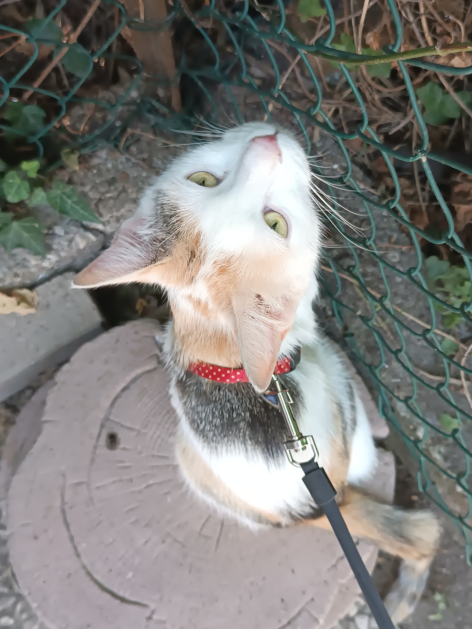 The image shows a calico cat with white, brown, and gray fur, wearing a red collar with white polka dots. The cat is looking upwards, with its head tilted. It is on a leash, which is attached to the collar. The cat is sitting on a circular, light-colored object that appears to be a tree stump or a stone. The background is out of focus and appears to be an outdoor environment with dirt, leaves, and a green fence. There are no people visible in the image. The scene does not contain any specific indicators to pinpoint a location in Viadana, Italy.