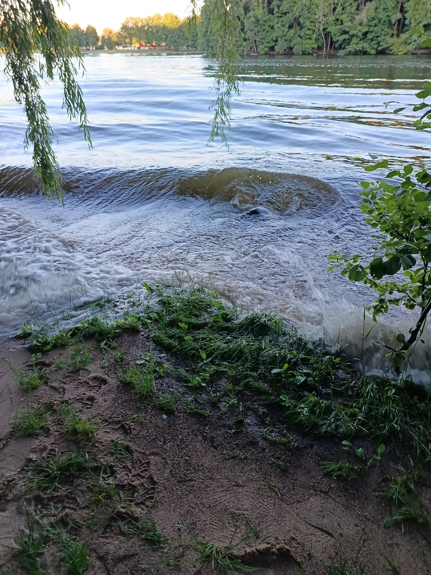 This is a close-up, eye-level shot of the shoreline of a body of water, likely a river or lake, in Minsk, Belarus. The foreground consists of damp, sandy soil with patches of green grass growing in clumps. The sand shows imprints of what appear to be footprints, suggesting recent human activity. The water is choppy, with small waves breaking on the shore, creating foam and ripples. There are also some submerged, dark-colored objects partially visible in the water near the shore. Overhanging branches of a weeping willow tree frame the top left of the image, and a dense green tree line stretches across the background, separating the water from the sky. The overall lighting suggests it is late afternoon or early evening, with soft, diffused light.