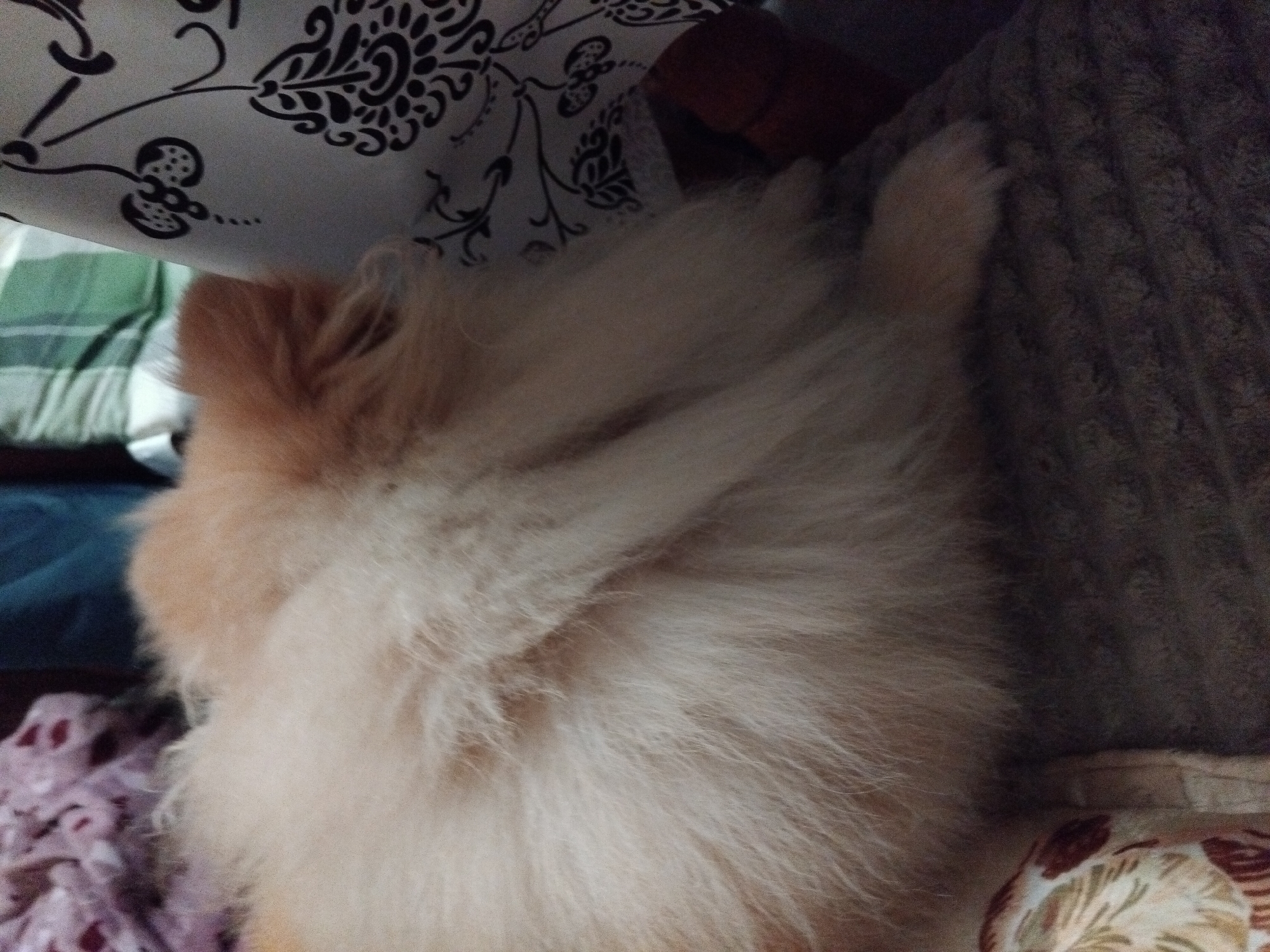 A close-up, slightly blurred photograph shows a fluffy, light-brown and white dog lying on what appears to be a sofa or bed. The dog's face is obscured, and the focus is on its fur and the surrounding textiles. Above the dog is a white fabric with a black floral pattern. To the dog's left, there are glimpses of colorful blankets or cushions in blue, green, and purple. To the right of the dog, the texture of a dark gray or brown corduroy fabric is visible. The specific location in Apriltsi, Bulgaria, cannot be determined from the visual data.