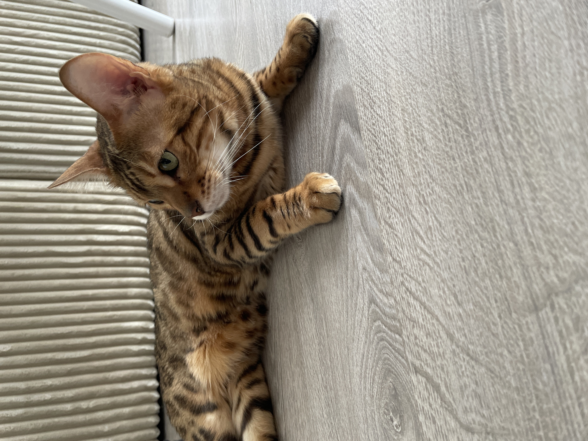 A brown and black striped Bengal cat with green eyes and white whiskers is lying on a light gray wood-grain floor. The cat's left paw is resting on the floor and its right paw is raised slightly. The cat is looking down and to the left. In the background, there is a white corrugated surface. The location is not specified.