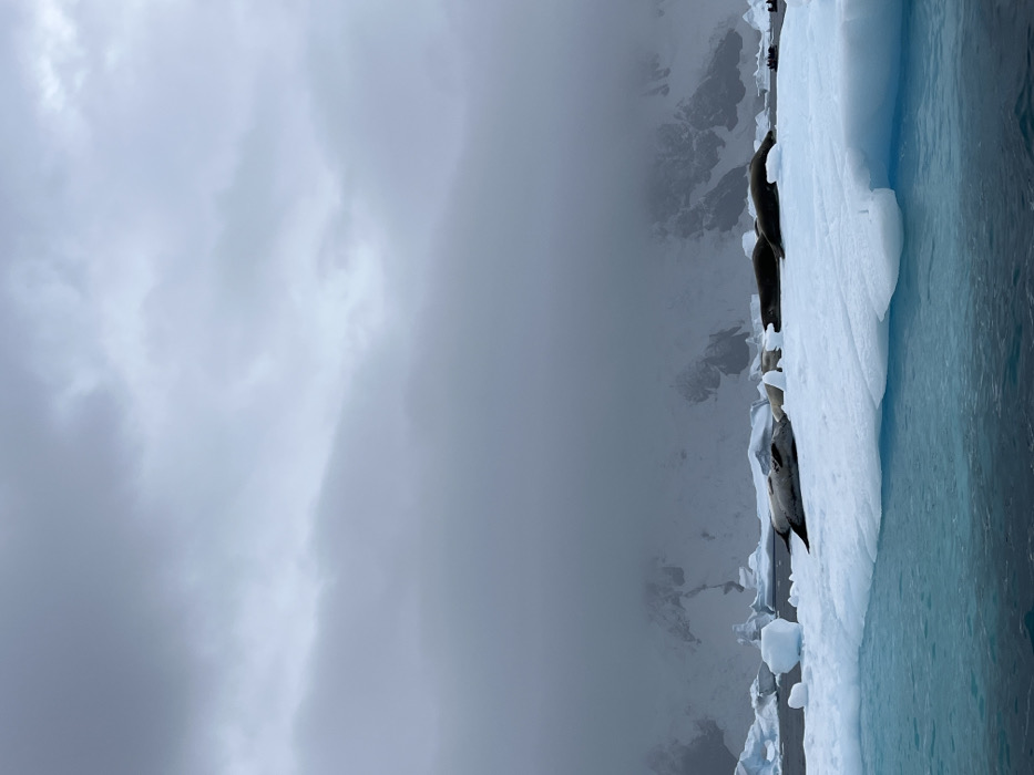 Seals rest on an iceberg against a backdrop of fog-shrouded mountains. The iceberg, characterized by a mix of white ice and blue sea-ice, sharply contrasts with the gray overcast sky. Several seals are positioned along the edge of the berg. A small mountain range peaks through the heavy fog.