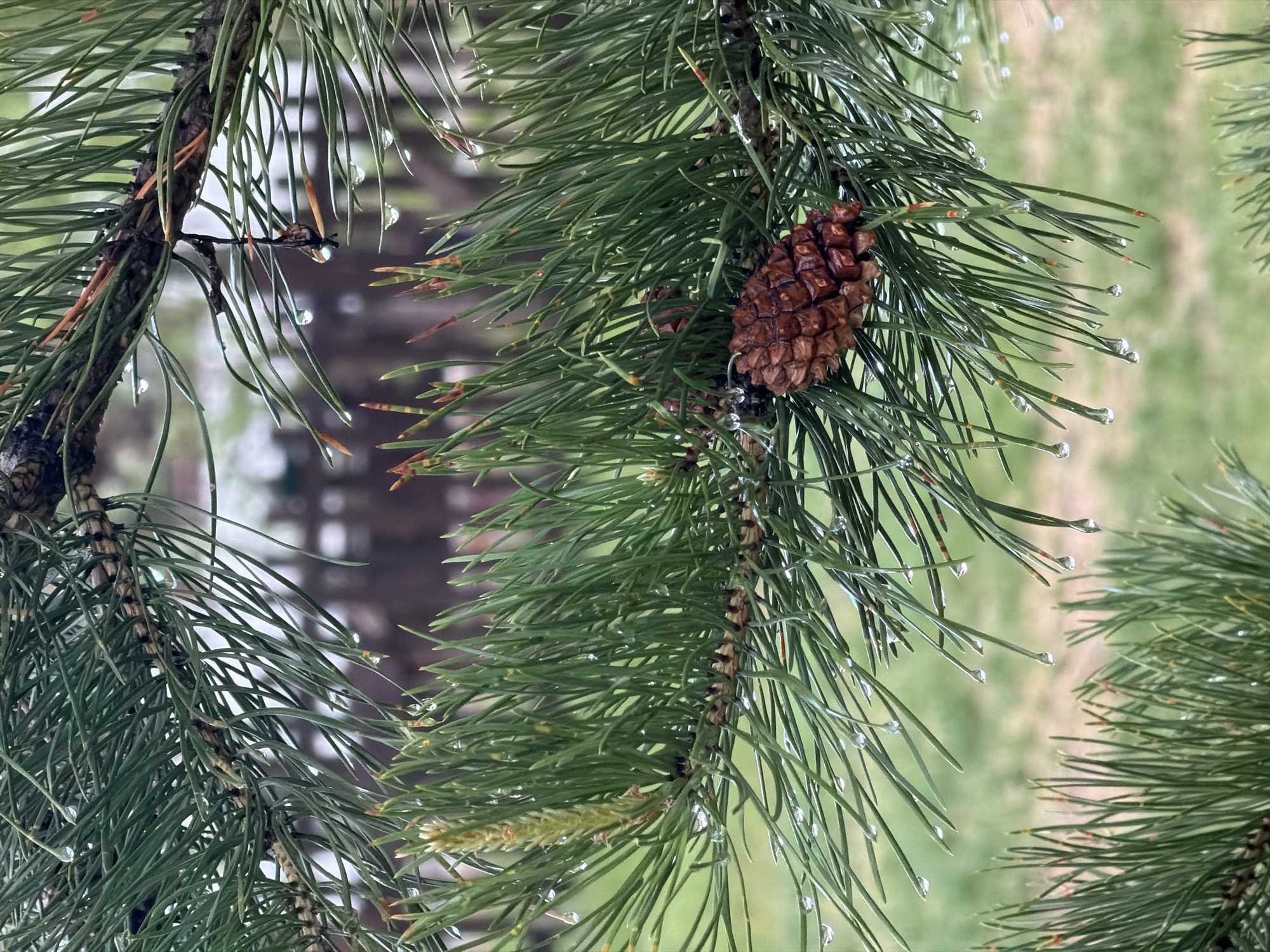 A close-up shot focuses on pine tree branches and a single pine cone. The branches are densely covered with long, green needles, each tipped with a water droplet. The pine cone is brown, with a visible texture of individual scales. The background is blurry, showing greenery, possibly grass or other foliage. There is no indication of the city of Shamoni, Russia, or any human presence.