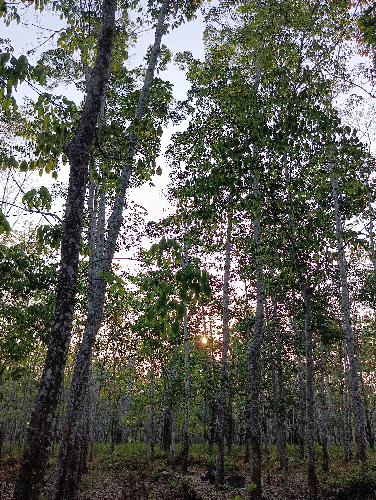 In Pematang Jaya, Indonesia, a vertical shot captures a rubber plantation at dusk. Tall, slender trees with textured, greyish-white bark dominate the scene, their branches reaching towards a pale sky. The leaves, a vibrant green, are clustered towards the top of the trees, with some showing hints of yellow. The forest floor is covered in fallen leaves and sparse undergrowth. The setting sun peeks through the canopy, casting a warm, diffused light that highlights the textures of the tree trunks and creates a gentle glow. No people or animals are visible.