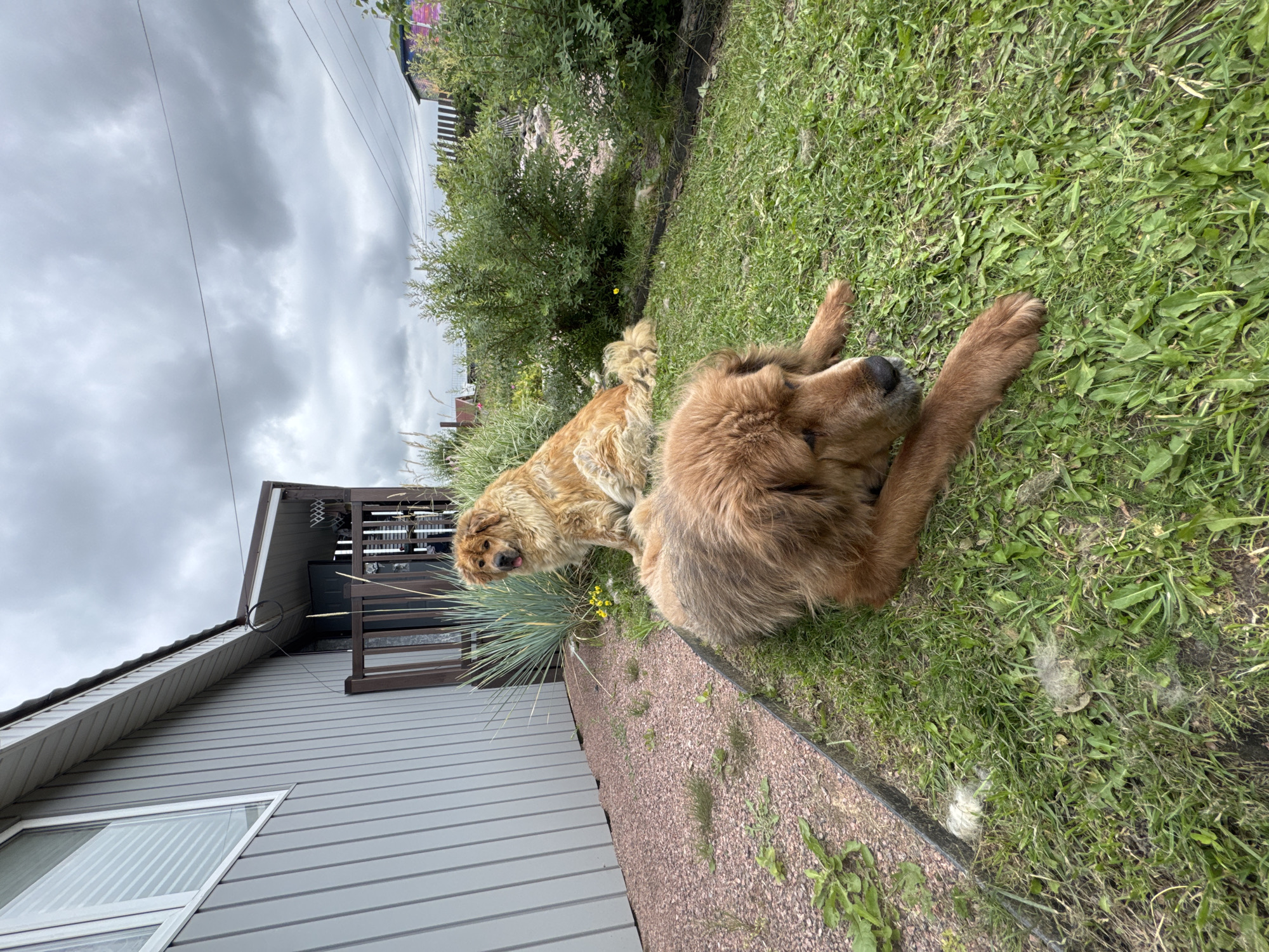 Two large, fluffy, golden-brown dogs are resting on a grassy lawn in front of a grey-sided building in Kempelevo, Russia. The dog in the foreground is lying down, facing right, with its head resting on its paws. The dog in the background is sitting up, facing forward, with its tongue slightly out. The building appears to be a house or a shed with a wooden porch and railings. There are also some bushes and tall grass in the background. The sky is overcast with grey clouds. The ground is covered with green grass and some reddish gravel.
