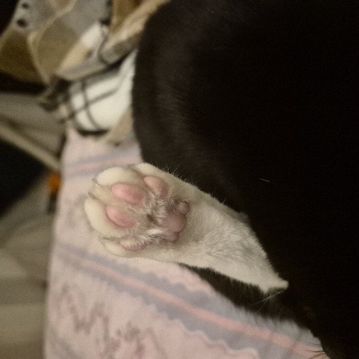 A close-up captures a black and white cat's paw. The paw is predominantly white with pink paw pads and claws extended. The cat is likely resting on a pink blanket with subtle stripes, partially visible beneath the paw. The cat's fur, mostly black, contrasts sharply with the white paw. The background includes a glimpse of a plaid blanket.