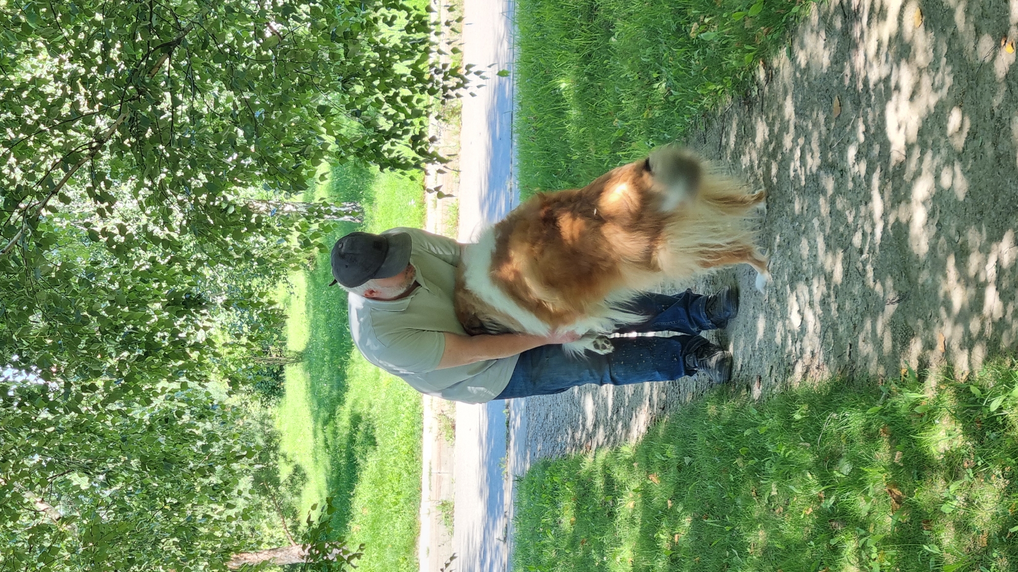 In Верзилово, Russia, a man wearing a light green polo shirt, blue jeans, and a black baseball cap is standing on a gravel path under a canopy of green trees. He is holding a large, long-haired dog, which is predominantly golden brown with white markings. The dog is standing on its hind legs, leaning into the man. The path is bordered by green grass. In the background, there is a paved road and more greenery. The sun is shining, casting dappled shadows from the leaves onto the path.