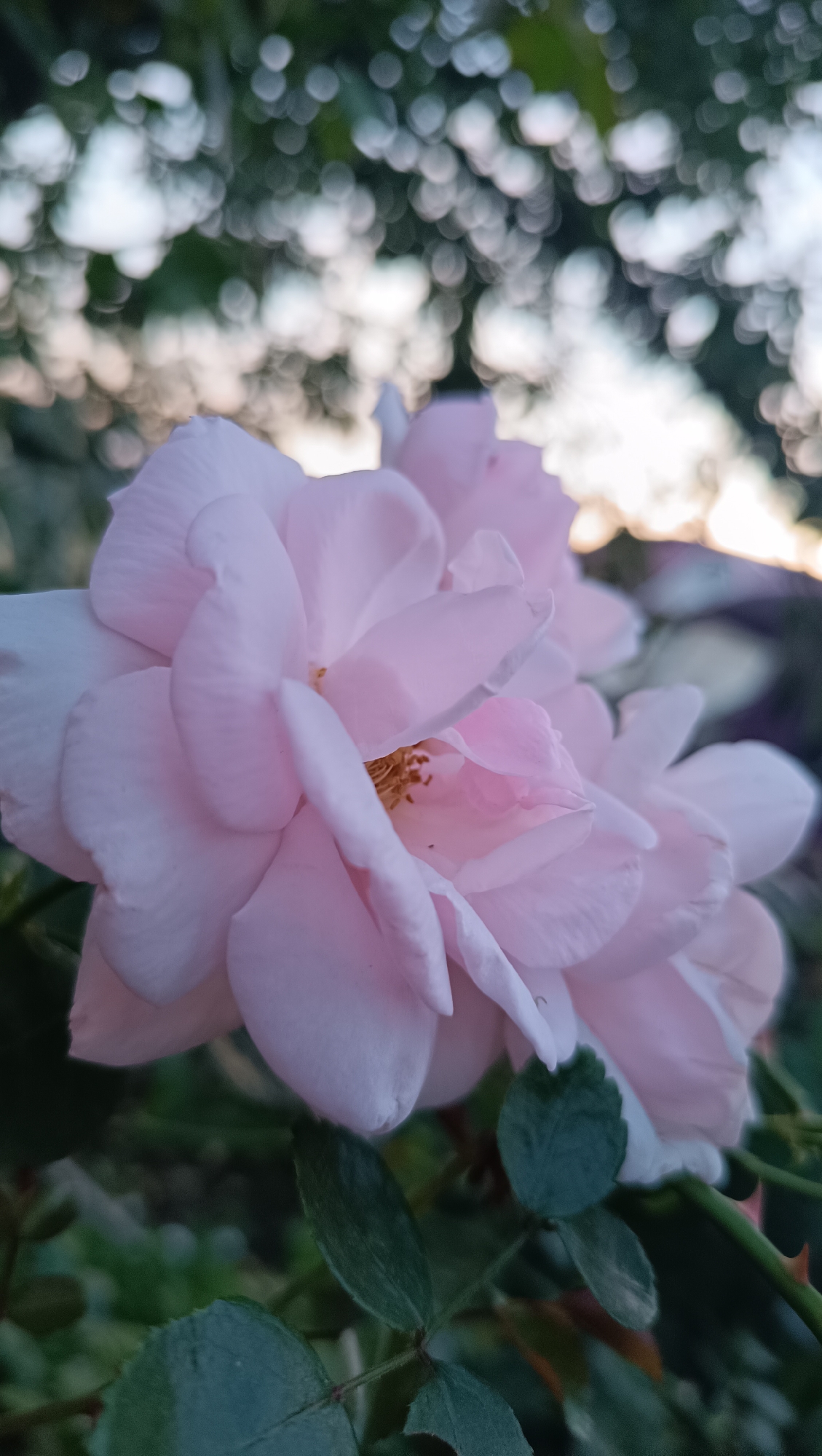The image displays a close-up, low-angle shot of a cluster of pale pink roses, with a shallow depth of field. The roses are in focus, showcasing their delicate petals and stamens. In the background, out-of-focus green foliage and dappled light suggest an outdoor setting, likely a garden. The lighting appears soft, hinting at either early morning or late evening. There are no people or animals visible in the image, nor any explicit signs of human activity. The image does not contain any specific landmarks or elements that would definitively place it in Karsha, Russia. The overall impression is one of natural beauty and tranquility.
