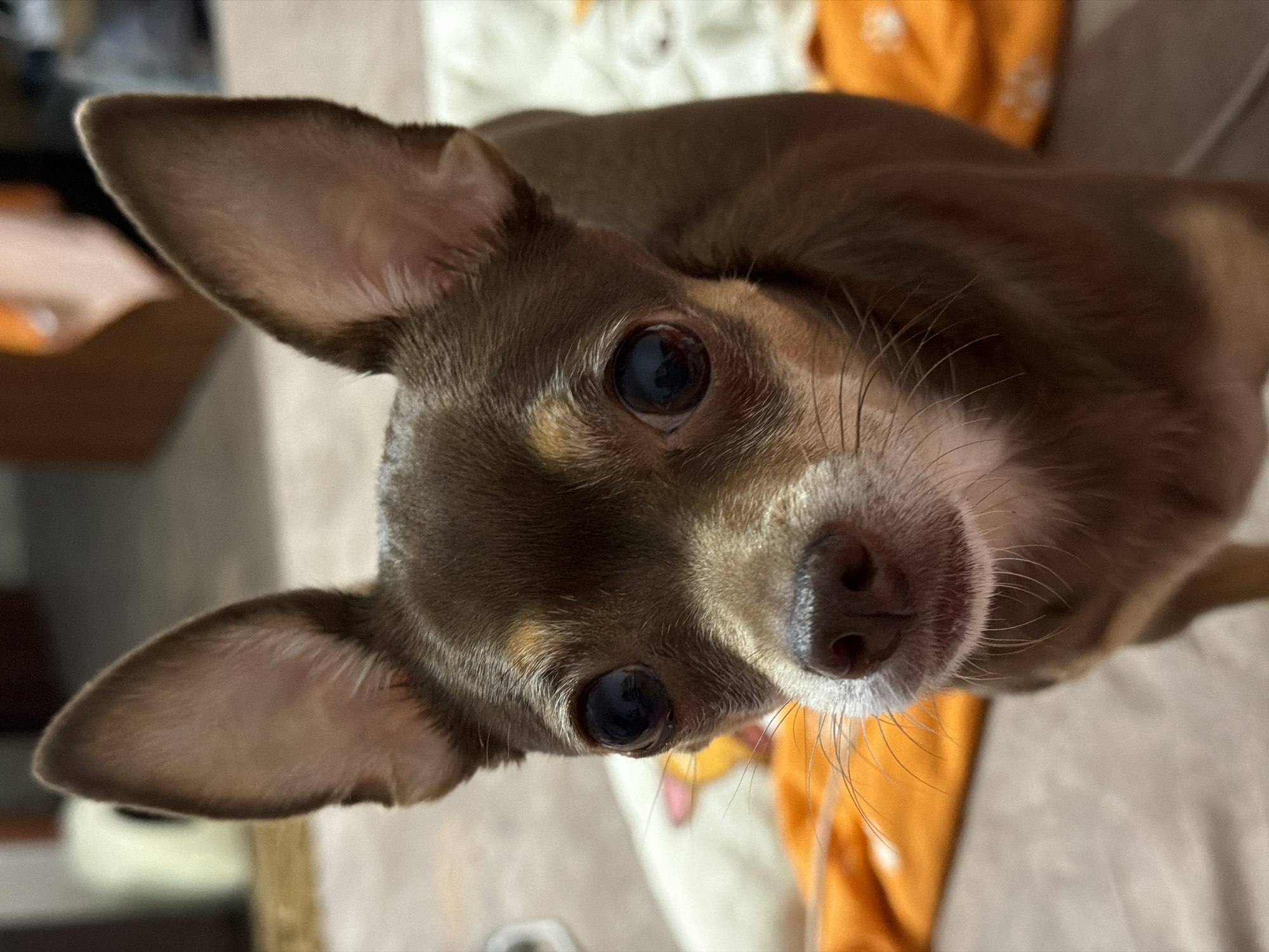 The image shows a close-up of a small brown chihuahua dog with large ears and dark eyes. The dog is looking directly at the camera. The background is blurred and appears to be indoors, with an orange blanket or fabric visible. The lighting is warm. The image is taken from a slightly low angle, focusing on the dog's face.
