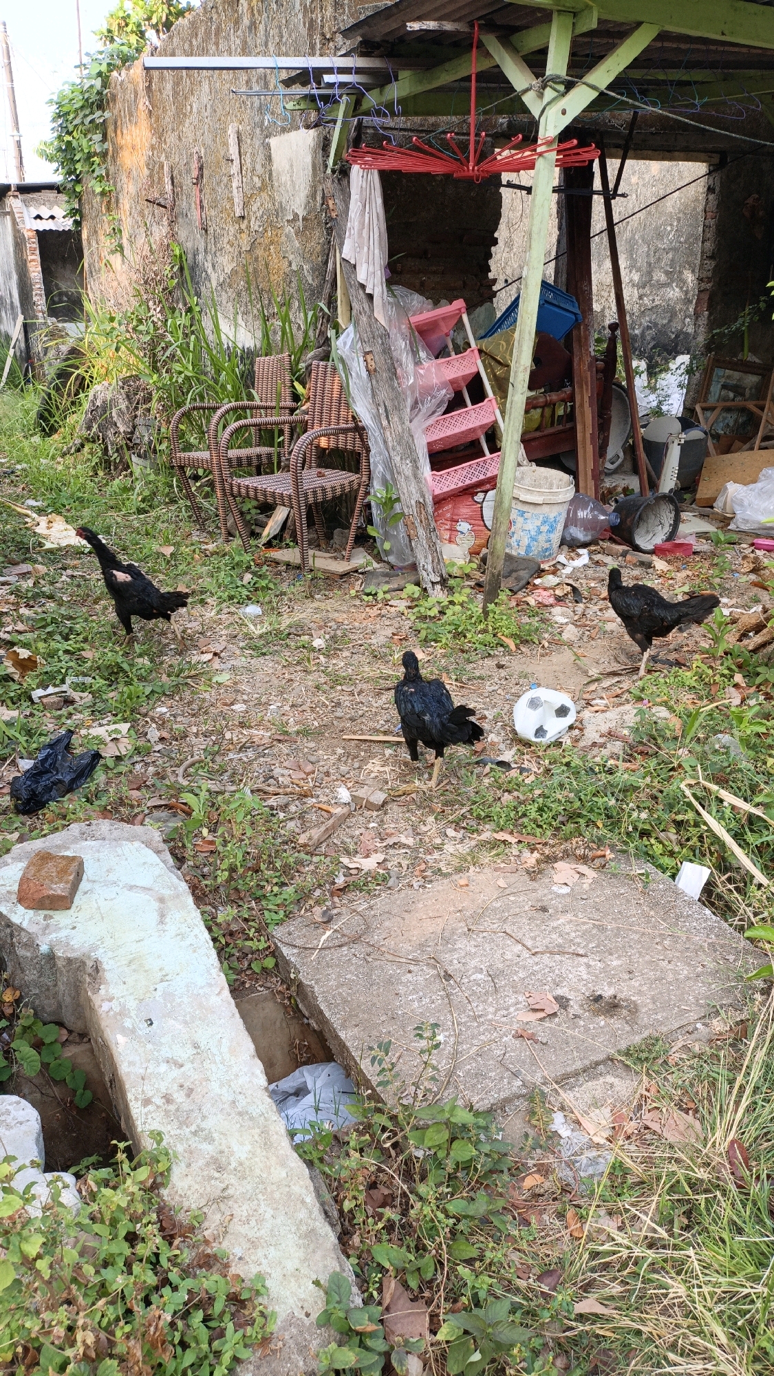The image depicts an outdoor scene in what is identified as the city of Cikal, Indonesia. The environment is cluttered and appears somewhat neglected. In the foreground, there are several chickens walking on a dirt and grass-covered ground. One chicken is closer to the left side, another is in the center, and a third is on the right. A white object resembling a deflated soccer ball is visible near the center chicken. To the left, a large, light-colored concrete structure, possibly part of a drainage system or foundation, is present, with a brick placed on top of it. A black plastic bag is also visible on the ground near this structure.
In the background, there is a weathered stone wall and a makeshift shelter with a green roof. Underneath the shelter, various items are stored or discarded, including two wicker chairs, pink plastic shelves, a red collapsible umbrella, buckets, a blue crate, and other debris. A white cloth hangs from a wooden beam. The overall impression is of an unkempt backyard or alleyway within a residential or semi-industrial area. The lighting suggests it is daytime, possibly late afternoon given the angle of the shadows.