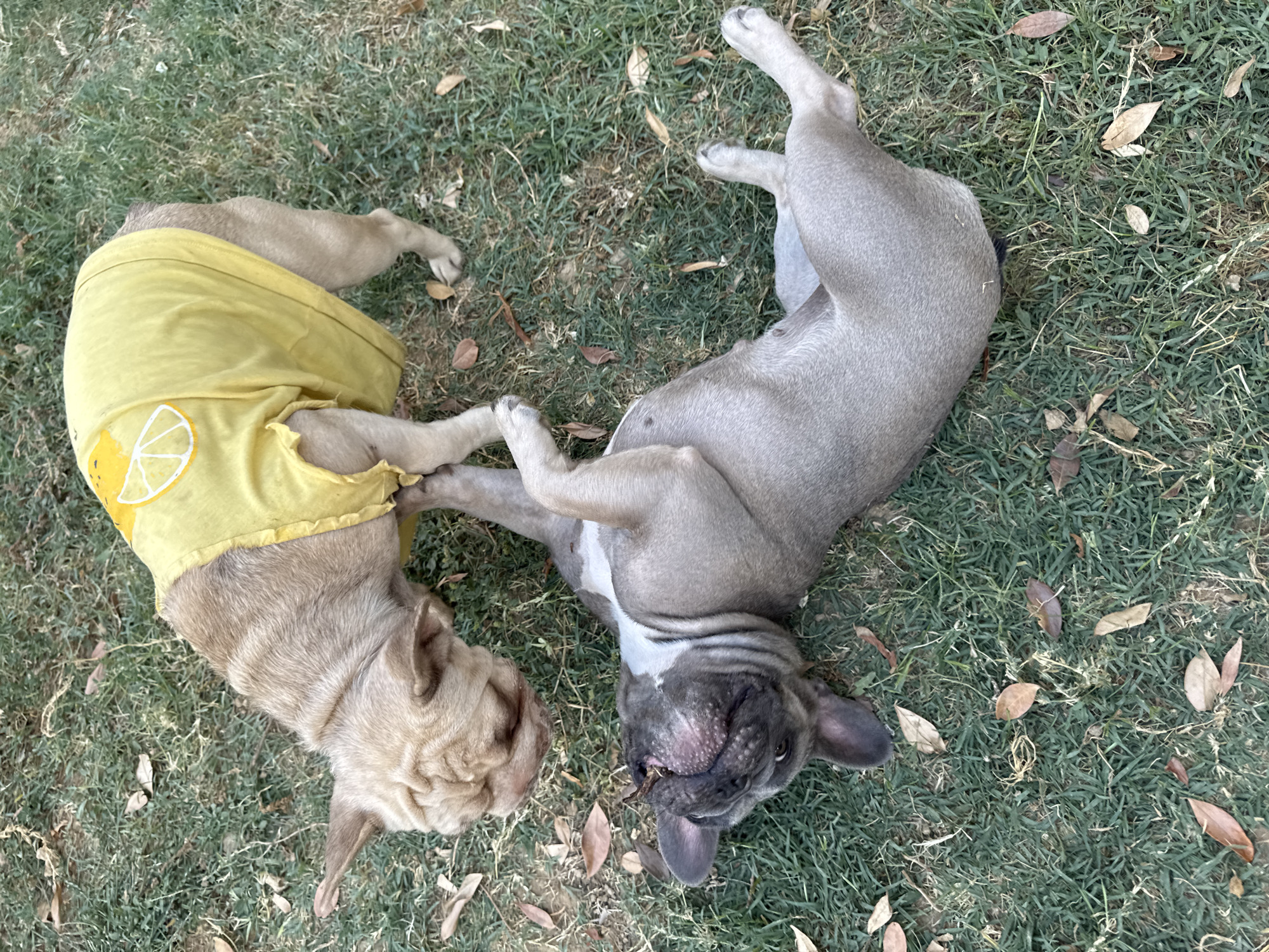 Two French Bulldogs are on a grassy lawn, possibly in San Benedetto del Tronto, Italy. One dog, wearing a yellow t-shirt with a lemon design, is standing and looking down. The other dog is lying on its back, with its paws in the air and a stick in its mouth. The grass is green with scattered fallen leaves.