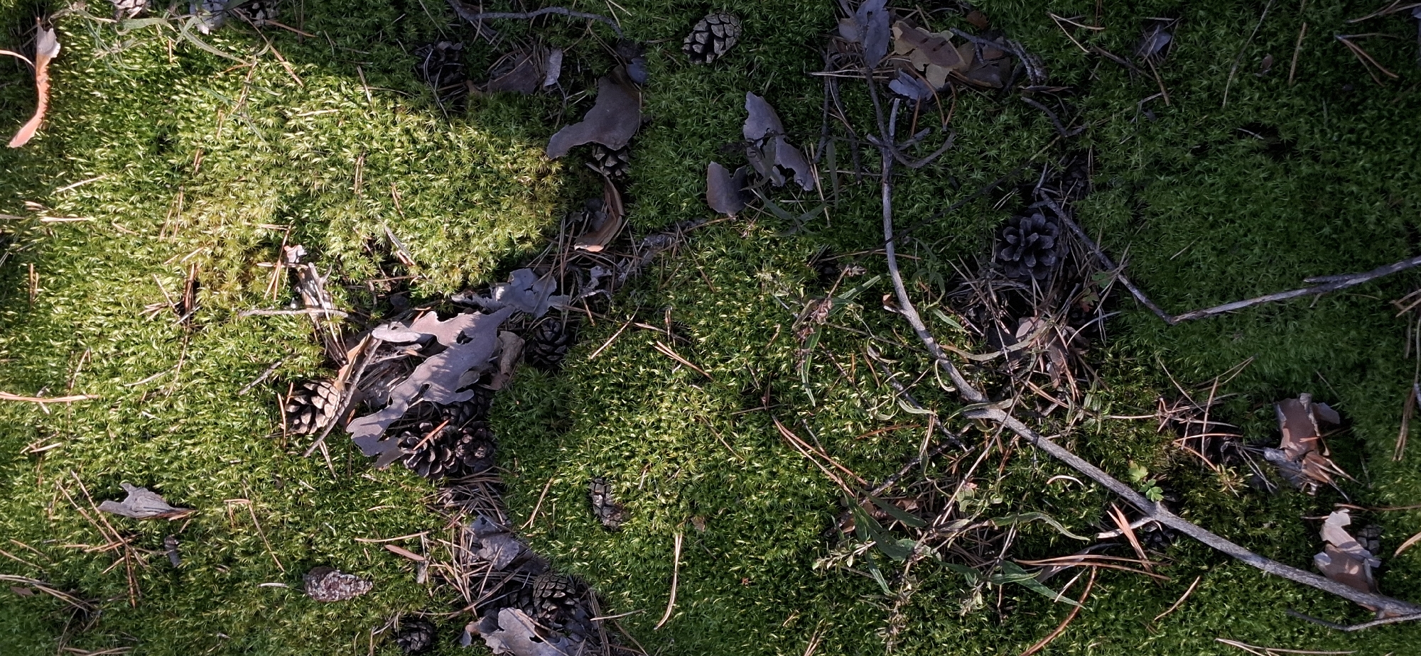 The image shows a close-up, overhead view of a forest floor covered in lush green moss. Scattered throughout the moss are pine needles, dry brown leaves, twigs, and several pinecones. The lighting suggests a sunny day, with patches of sunlight illuminating the moss and casting shadows. The scene appears to be in a natural, wooded environment, consistent with a forest. The location is described as Peredovoi, Russia. There are no people or visible signs of human activity other than the natural debris.