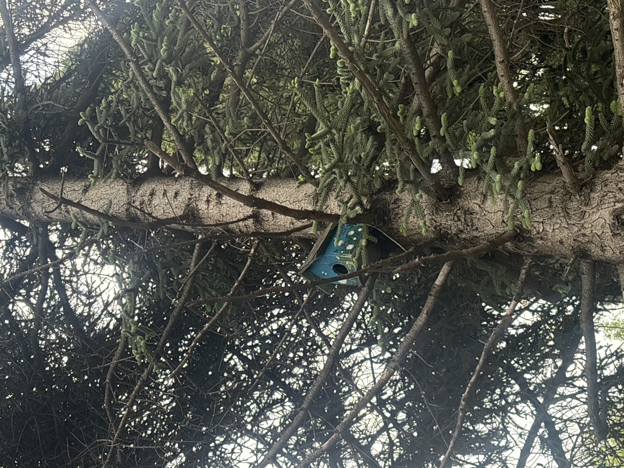 The image depicts a birdhouse affixed to the branch of a pine tree. The birdhouse is blue with floral decorations. The branches of the tree surround and partially obscure the birdhouse. The location is speculated to be the city of Varna, Bulgaria. The image is taken from a low angle, looking upward towards the tree and birdhouse. The background consists of the sky, visible through the dense network of branches.