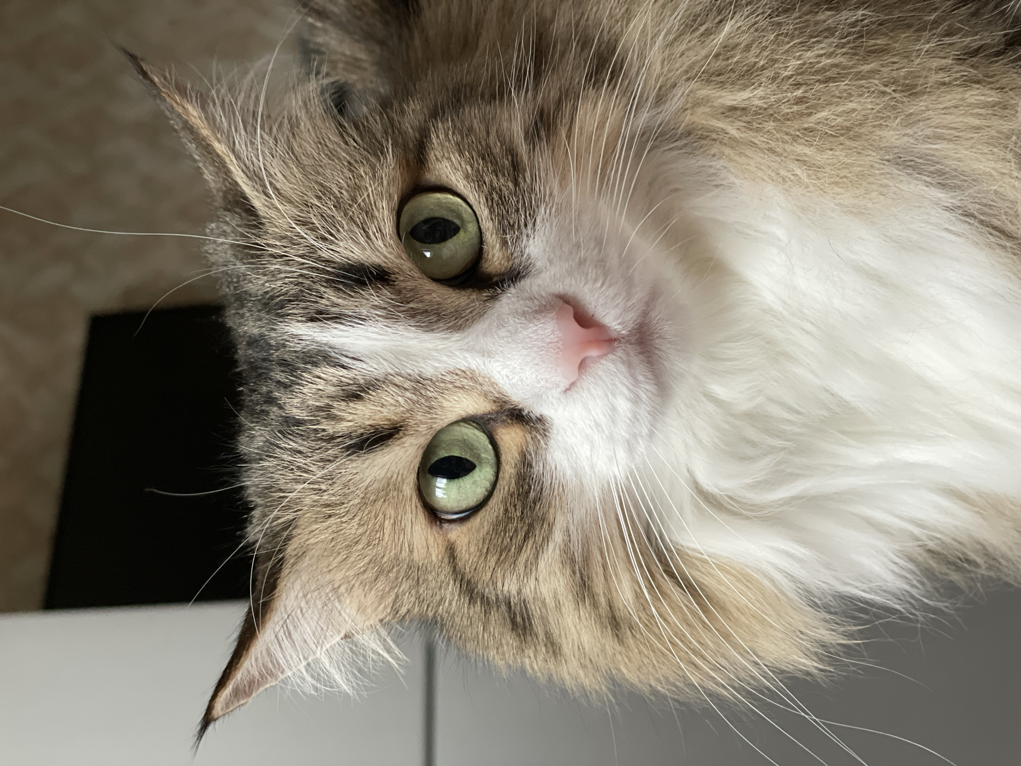The image is a close-up, slightly tilted portrait of a long-haired cat's face. The cat's head is angled, with its right ear positioned higher, and its gaze is directed straight towards the viewer. It features prominent, vibrant green eyes with narrow, vertical pupils that reflect light. The fur is a beautiful blend of brown tabby patterns, particularly around the eyes and ears, contrasting with soft white fur on its muzzle, chin, and chest. Some lighter cream or beige tones are also present within its coat. A delicate pink nose stands out against the white fur of its muzzle. Numerous long, white whiskers fan out prominently from its face. Both ears are visible, pointed and tipped with darker brown fur, and feature characteristic tufts of long hairs, particularly noticeable on the right ear. The background is soft and out of focus, suggesting an indoor setting with varied light and dark elements that do not provide specific details. The cat's expression appears calm and curious. No text is visible in the image. While the image itself does not provide explicit geographical cues, the provided context indicates the location is Izhevsk, Russia.