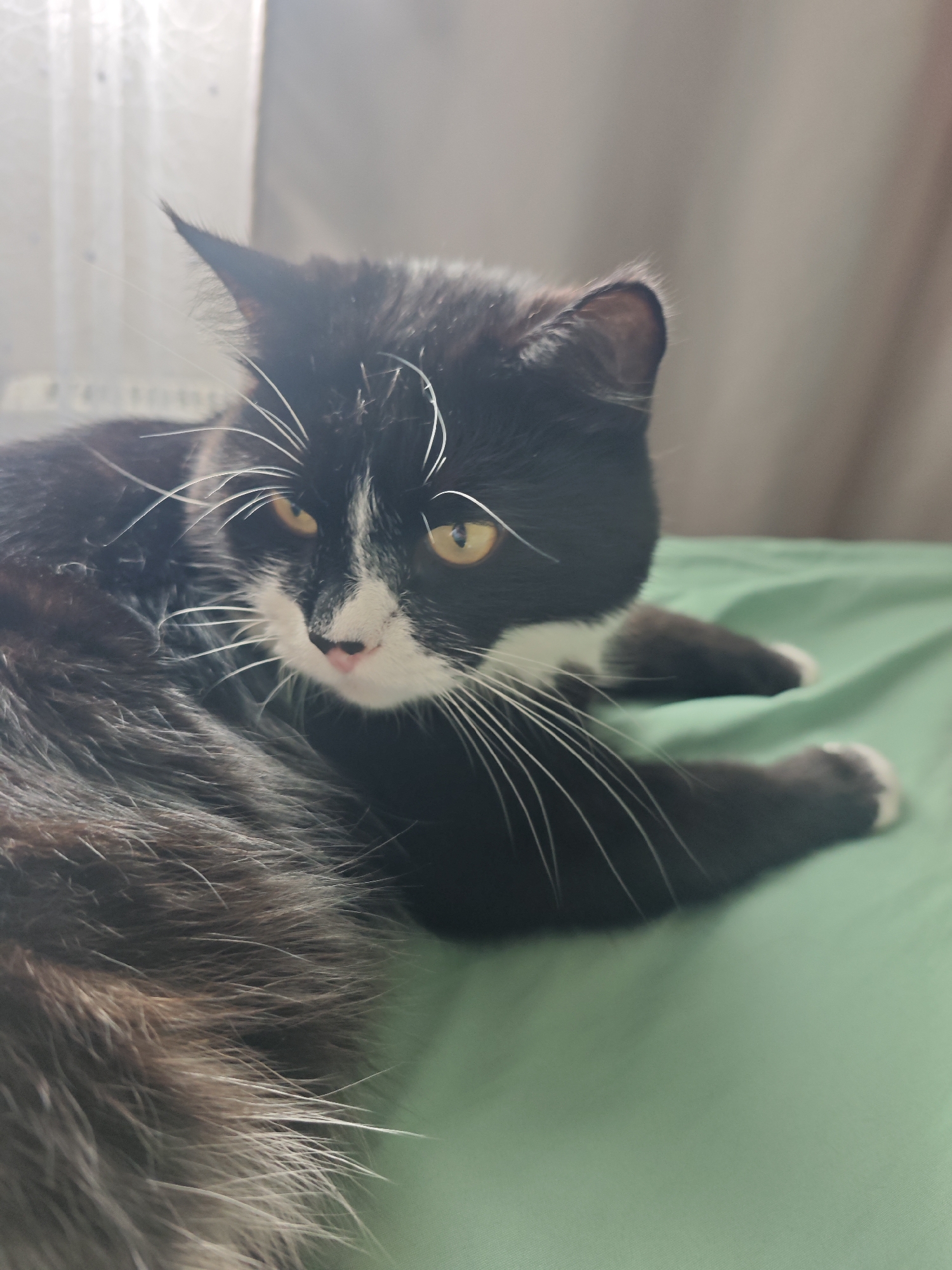 A black and white cat with yellow eyes is lying on a green surface. The cat is facing to the left with its head tilted upwards. The cat's fur is a mix of black and white. Its eyes are wide open and its pupils are dilated. Its ears are pointed and its whiskers are long and white. The cat's body is stretched out and its paws are tucked beneath it. The background is blurred and out of focus. There is a curtain behind the cat which is pulled to the side. The lighting is dim and appears to be natural light coming from a window. The image was taken in the city of Chekhov, Russia.