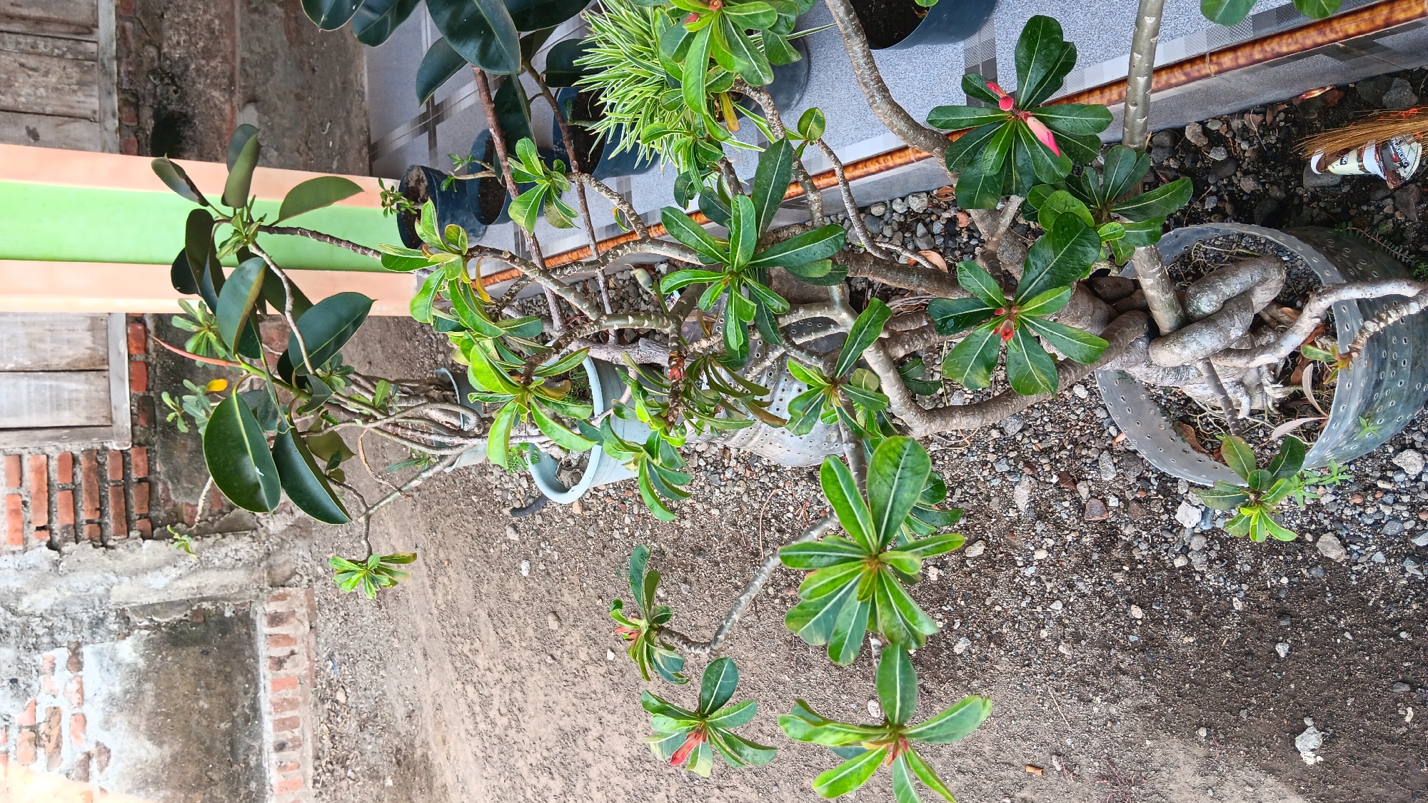 This image depicts an outdoor scene in Sonobekel, Indonesia, showcasing a collection of potted plants arranged along a tiled pathway. The foreground is dominated by a desert rose plant (Adenium obesum) with its characteristic thick, gnarled roots and green leaves, some with small pink flower buds. Several other potted plants, including a rubber plant (Ficus elastica) and a grass-like plant, are visible behind it. The ground is covered with gravel and dirt, and a brick wall and a painted pillar form the backdrop. The lighting suggests it is daytime. There are no people or animals present in the frame.