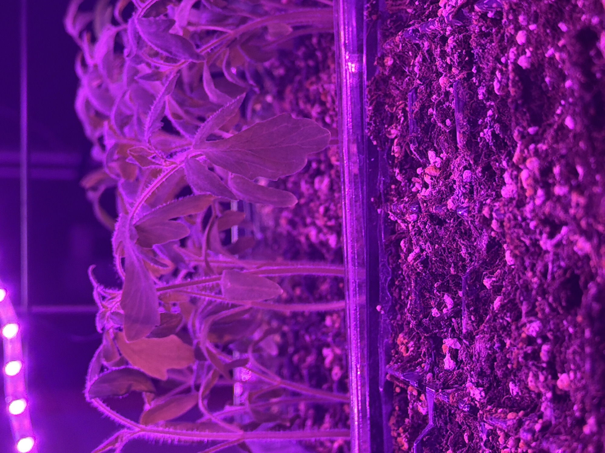 The scene depicts an indoor plant cultivation area located in Priseltsi, Bulgaria. The environment is illuminated by intense artificial purple light originating from an overhead LED grow light fixture, visible as a horizontal strip of individual bright purple lights at the top of the frame. The primary subjects are multiple rows of young plant seedlings, rendered in shades of purple and red due to the specialized lighting. These seedlings exhibit broad leaves with visible venation and distinctly hairy stems, consistent with early-stage growth. They are contained within clear plastic multi-cell planting trays, which are partially obscured by the plants themselves. The lower portion of the image displays the granular soil or growing medium within both occupied and empty cells of a plastic planting tray, appearing dark purple mixed with lighter pinkish-purple particles under the illumination. No individuals or animals are present in the frame.