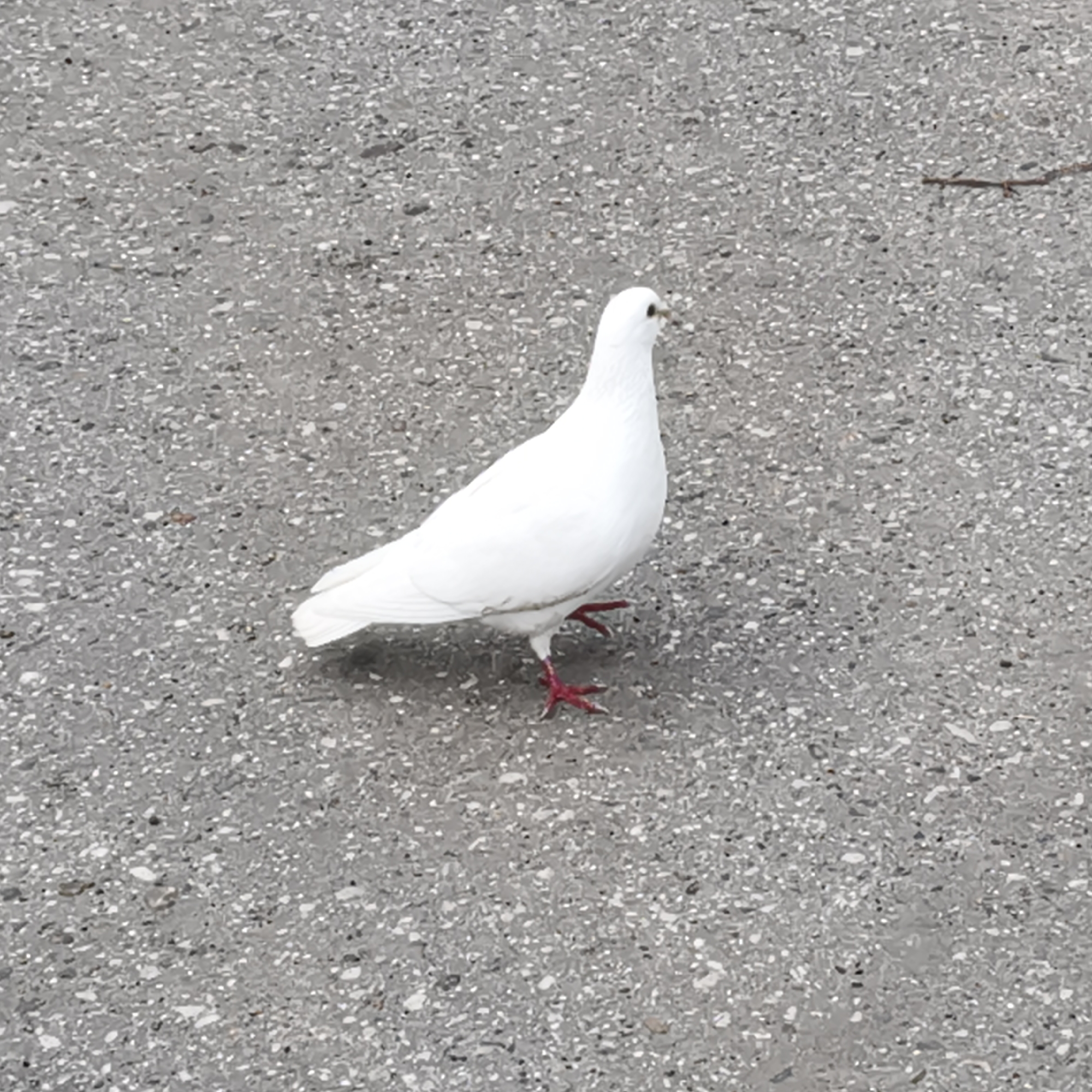 A white dove stands on a textured gray pavement with small, multi-colored pebbles. The dove is facing to the right, with its beak slightly open and its red feet visible on the ground. The bird appears to be in good health. A small, brown twig lies on the pavement to the upper right of the dove. The background consists entirely of the speckled pavement. There are no people or buildings visible in the image. This image was taken in the city of Chaikovsky, Russia.