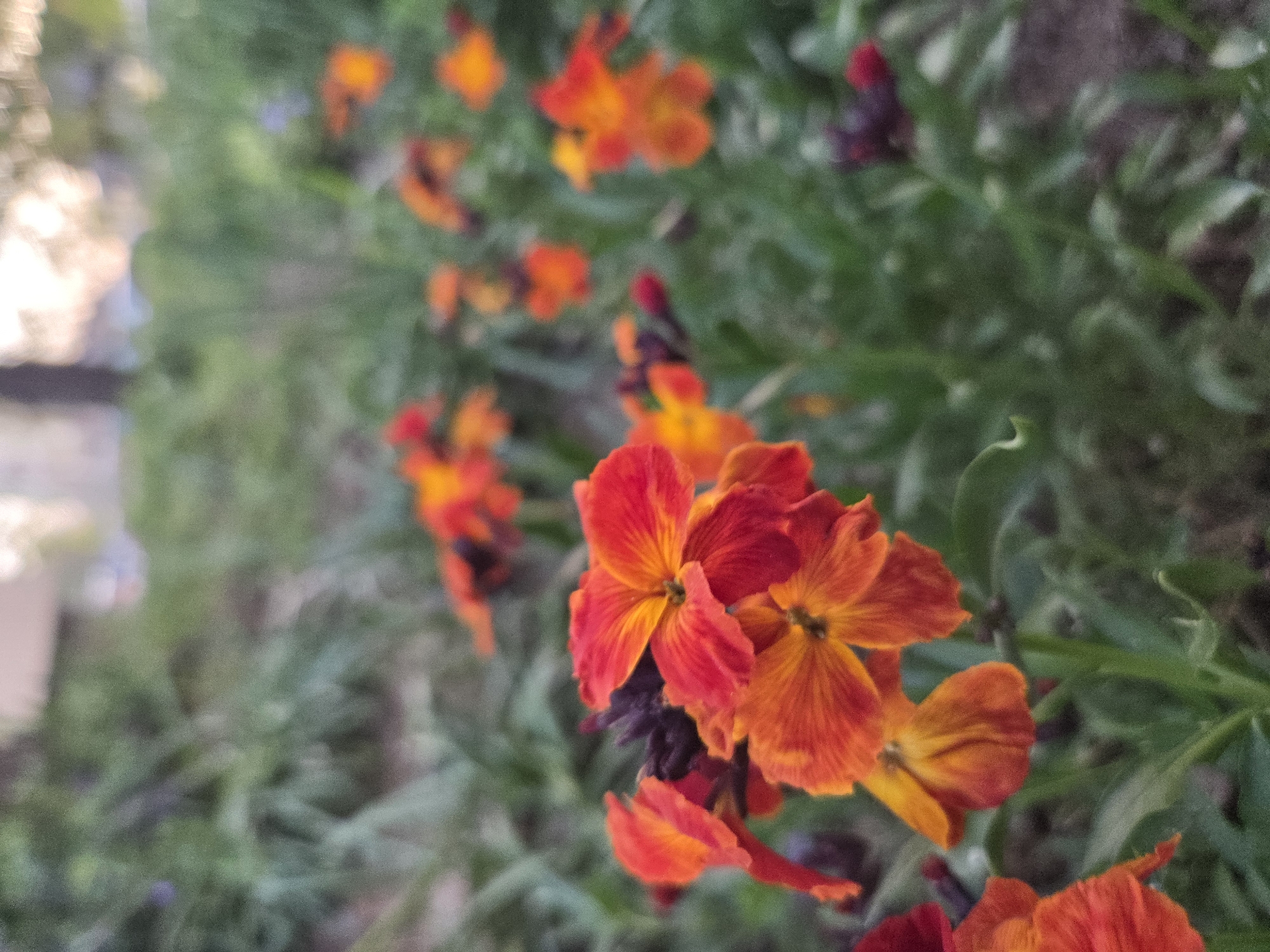 This close-up, shallow depth of field image captures a vibrant cluster of orange and red flowers, likely wallflowers (Erysimum cheiri), set against a blurred green background. The flowers in the foreground, particularly those on the right and center, are in sharp focus, showcasing their delicate petals with rich, warm hues transitioning from deep red to bright orange and hints of yellow in their centers. Some of the flower buds appear darker, almost purple.
The setting is an outdoor garden or natural area, with lush green foliage forming a soft, out-of-focus backdrop, creating a sense of depth and isolating the main subjects. On the far left, a bright, diffuse, out-of-focus area suggests either a strong light source or a brightly lit structure in the distance.
No specific activity is taking place; the image is a static portrayal of natural beauty. The soft, ambient lighting suggests it might be taken during the golden hour (early morning or late afternoon) or on an overcast day, providing gentle illumination to the flowers. The vibrant colors evoke feelings of warmth, cheerfulness, and natural beauty. There is no visible text in the image. The location context provided is Pleven, Bulgaria, suggesting these flowers are part of the local flora or a cultivated garden in the region.