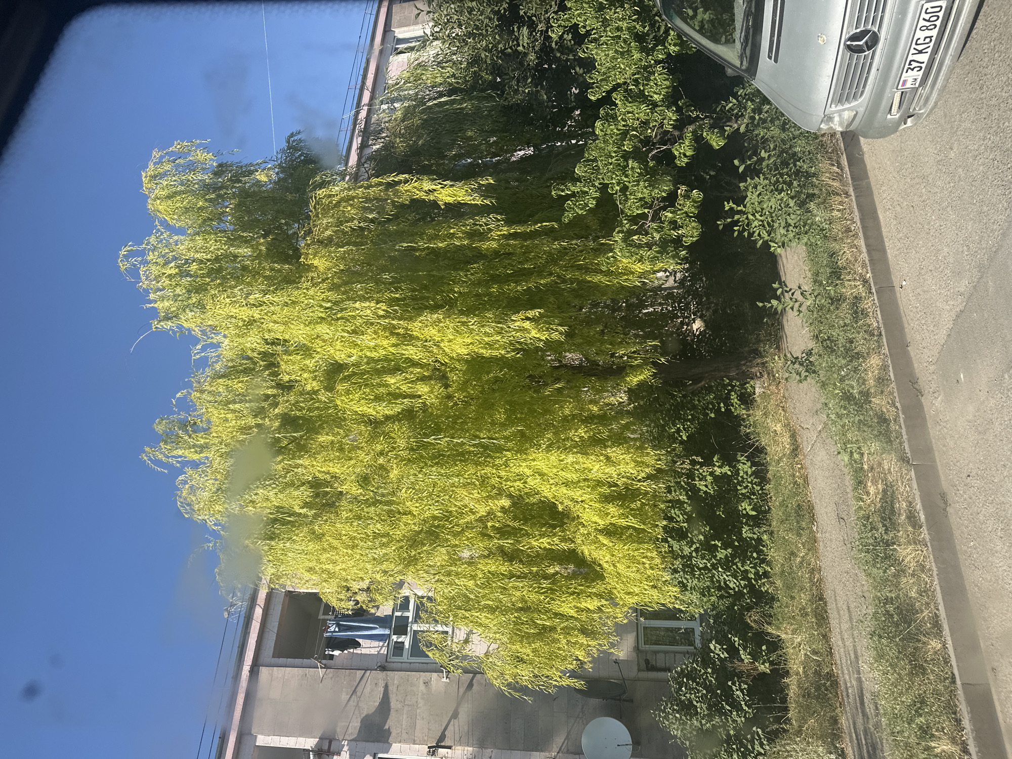 The image captures a street view in Gyumri, Armenia, dominated by a large, vibrant green weeping willow tree in the foreground. The tree's foliage is exceptionally bright, almost neon green, and cascades downwards, obscuring much of the background. Behind the willow, a light-colored, multi-story apartment building is visible. The building has balconies with laundry hanging out, suggesting residential use. A satellite dish is mounted on the building's facade.
To the right of the willow, other trees and dense green foliage create a verdant backdrop. A silver minivan is parked on the right side of the frame, partially visible. The minivan displays an Armenian license plate reading "37 KG 860". The street in front of the vegetation is paved, with a concrete curb separating it from a strip of grass and weeds. The sky above is a clear, bright blue. The overall impression is a sunny day in an urban residential area.
