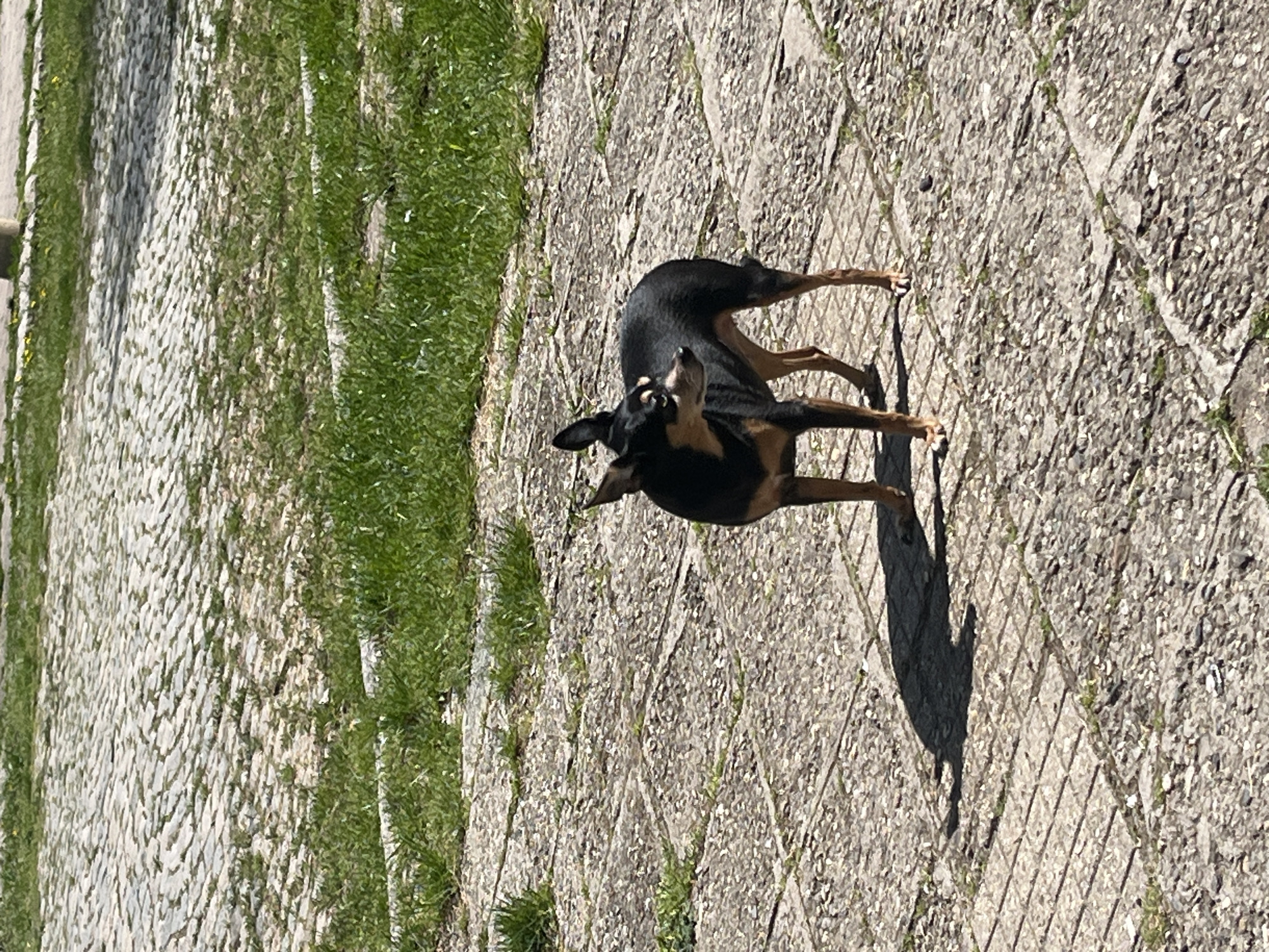 The image captures a small, short-haired dog outdoors in Sofia, Bulgaria. The dog, predominantly black with tan markings on its face, chest, and legs, is standing on a light gray, textured paved surface. Its mouth is open and it is looking upwards, suggesting it might be barking, panting, or reacting to something above. The dog's ears are perked, indicating alertness.
The paved ground beneath the dog appears to be made of concrete pavers or large, flat stones, arranged in a grid or diamond pattern, with small patches of green grass growing in the crevices. To the left of the paved area, a strip of vibrant green grass runs horizontally across the frame.
The strong sunlight creates a distinct, elongated shadow of the dog on the pavement, indicating a bright and sunny day, likely mid-day or afternoon. The setting appears to be a public outdoor space, such as a park path, sidewalk, or garden area. No other subjects or objects are clearly visible, and there is no visible text. The image focuses entirely on the dog and its immediate environment.