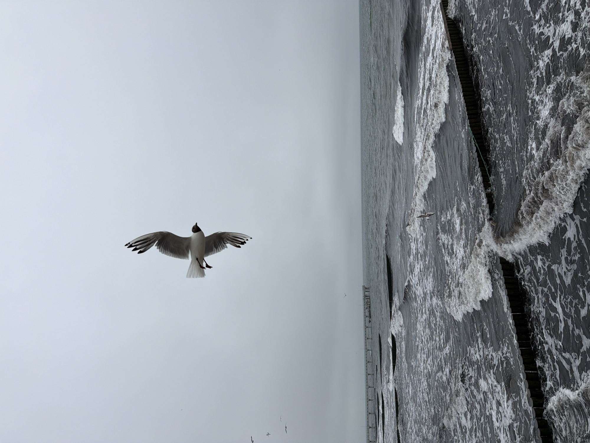 A single seagull is captured in mid-flight against a grey, overcast sky. The bird is predominantly white with black wingtips and a dark head. Below the sky, a dark, choppy sea stretches towards a distant pier or jetty. Wooden groynes, partially submerged, jut out into the water, breaking the waves. The overall atmosphere is moody and slightly dramatic, suggesting a cooler climate or a stormy day at the coast. The location is the Baltic Sea coast of Zelenogradsk, Russia, a popular seaside resort known for its beaches and pier.
