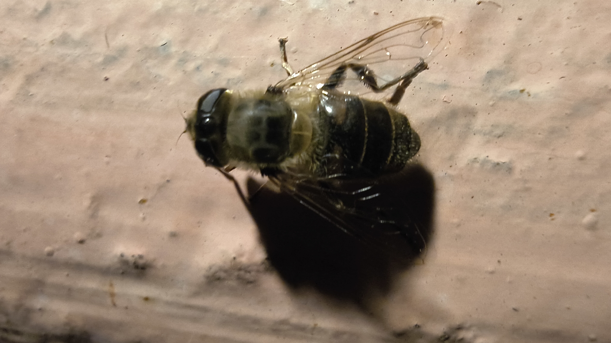 A close-up, overhead shot shows a hoverfly resting on a textured, light brown surface. The hoverfly, facing upwards, displays a fuzzy, yellowish-brown thorax and a black-and-yellow striped abdomen. Its large, dark compound eyes are prominent. One of its transparent wings is visible, along with several spindly legs. A dark shadow is cast to the left of the insect. The surface appears to be outdoors, possibly a wall or pavement, with slight imperfections and small dark specks scattered across it. No people or any other organisms are present in the frame. The image was captured in Mikhaylovka, Russia.