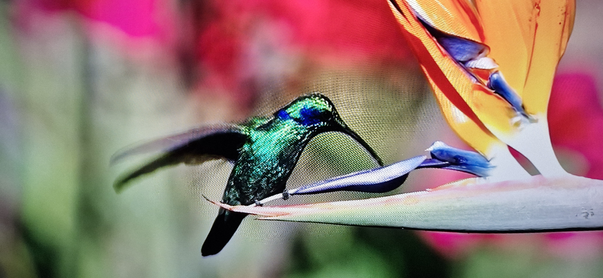 A hummingbird with iridescent green and blue plumage hovers near a Bird of Paradise flower. The hummingbird's long, slender beak is reaching towards the flower's nectar. The flower itself is brightly colored with orange and blue petals, with hints of pink in the background. The scene is captured in sharp focus, highlighting the intricate details of both the bird and the flower. The image is a close-up shot, emphasizing the delicate interaction between the hummingbird and its environment.