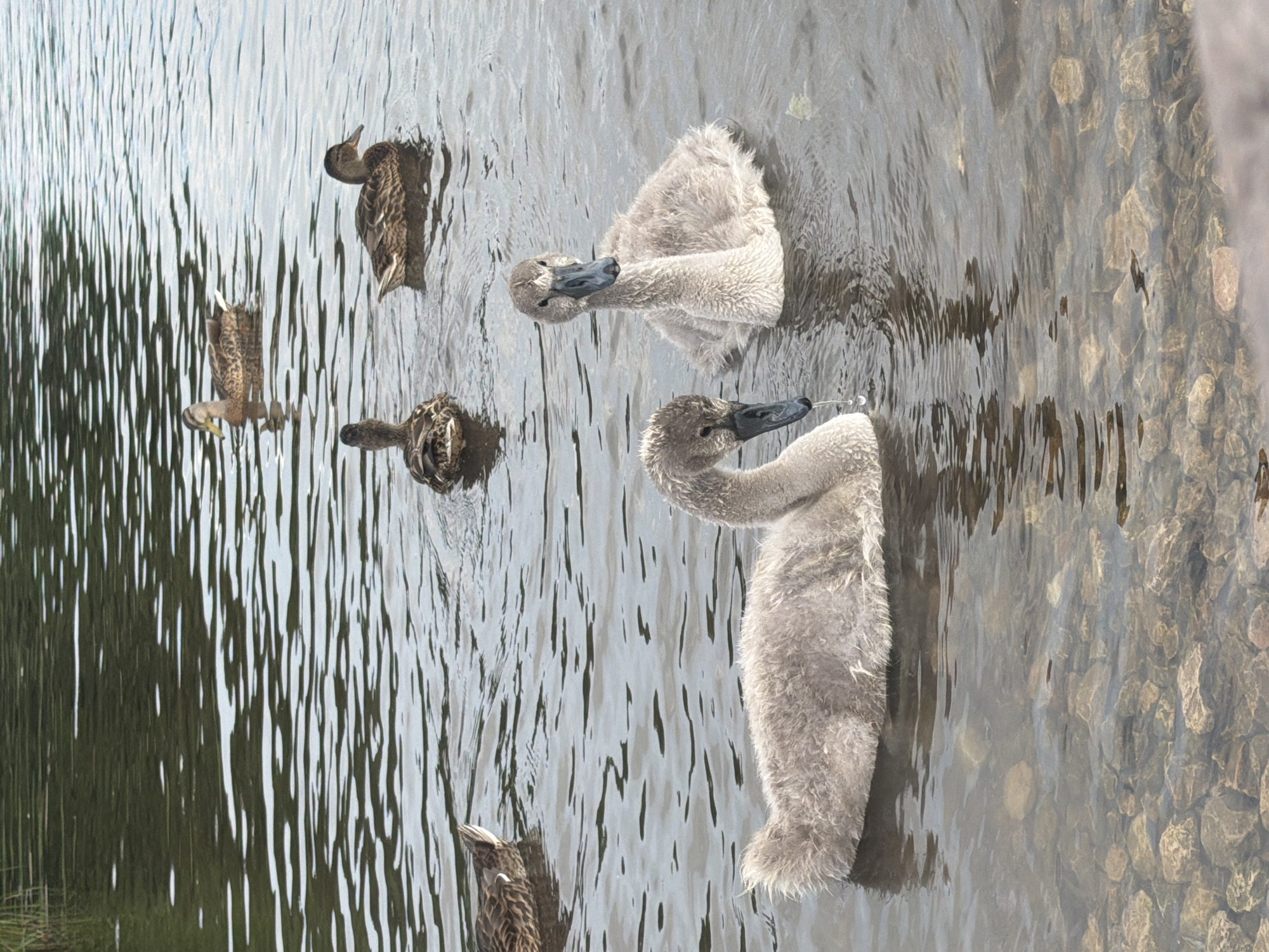 A group of four young swans and four adult ducks are swimming in a body of water. The water is calm and appears to be shallow, with visible rocks on the bottom. The swans are grey and fluffy, with dark beaks. The ducks are brown and patterned. The scene is likely a park or natural area in the city of Riga, Latvia. The swans are in the foreground, with the ducks further back in the water. The lighting suggests it is daytime.
