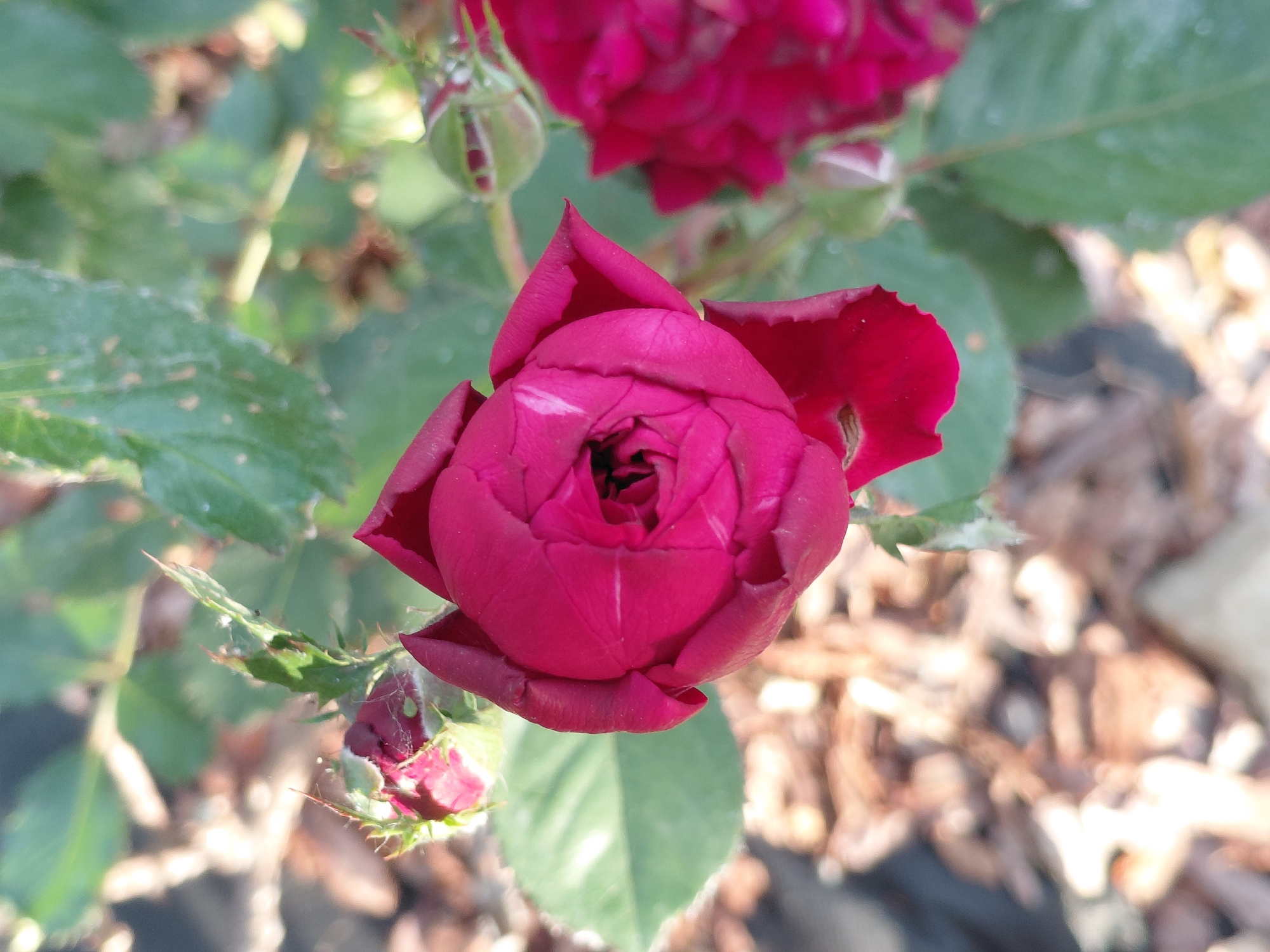 The image shows a close-up, overhead view of a partially opened deep red rose. The rose is the primary subject, with its velvety petals unfurling to reveal a dark center. The background is softly blurred, indicating a shallow depth of field.
In the background, unfocused green leaves of the rose bush are visible, suggesting an outdoor setting. There are also hints of other red roses, some appearing to be fully bloomed and others as buds, peeking out from behind the main subject. The ground is covered with a mix of dry leaves and mulch, which appears to be a garden bed.
The lighting suggests it is daytime, likely with sunlight dappling through foliage, creating highlights on the rose petals. There are no people or animals visible. The overall impression is one of natural beauty and the delicate stages of a blooming rose. The scene evokes a sense of calm and appreciation for nature. The location context is Novosibirsk, Russia, implying the photo was taken in a garden or park in that region during the rose blooming season. No text is visible in the image.
