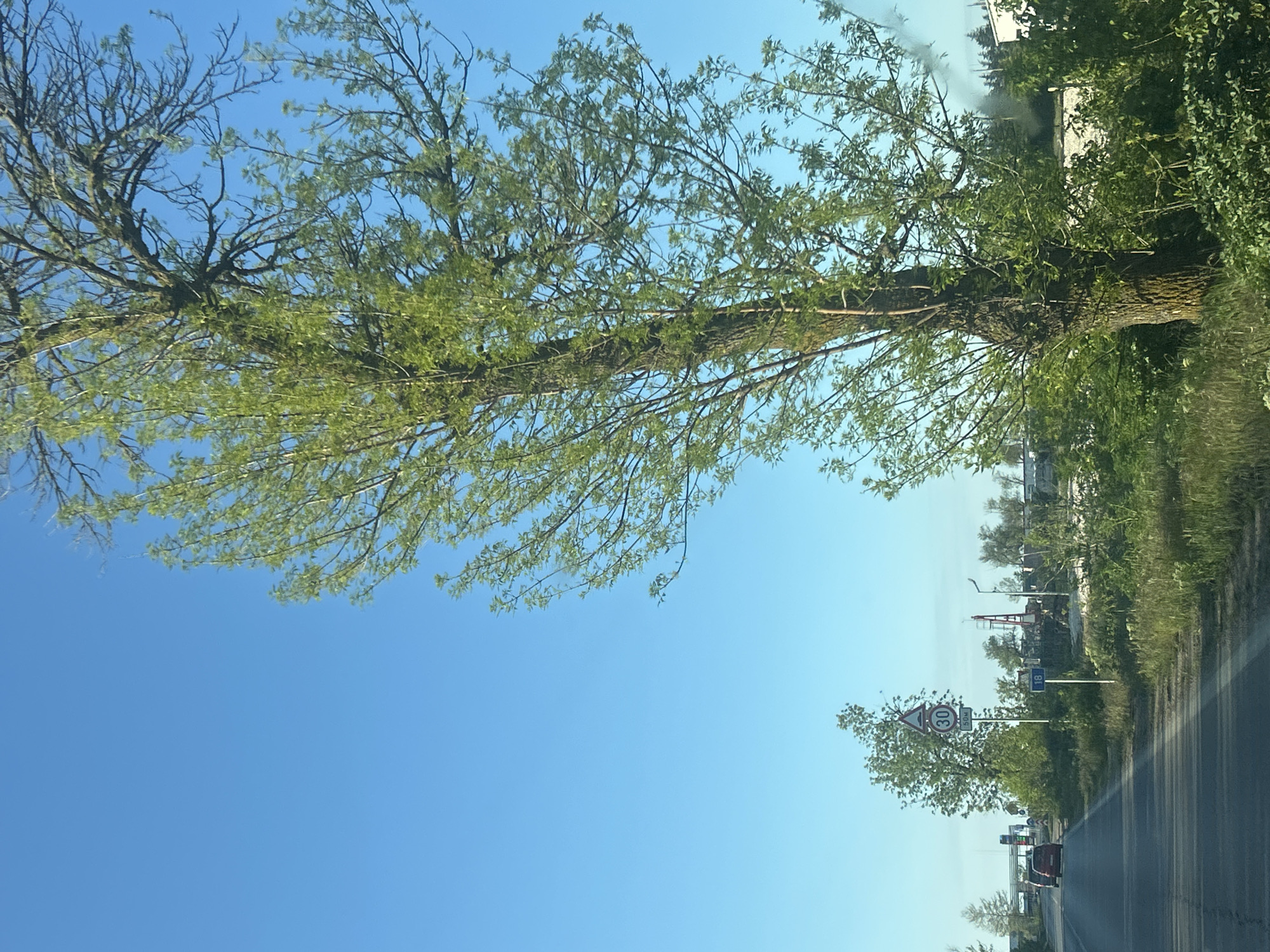 The image depicts a road with a vehicle visible in the distance, passing under trees in Unknown, Unknown. Road signs are present. The sky is clear and blue. Vegetation lines the roadside.