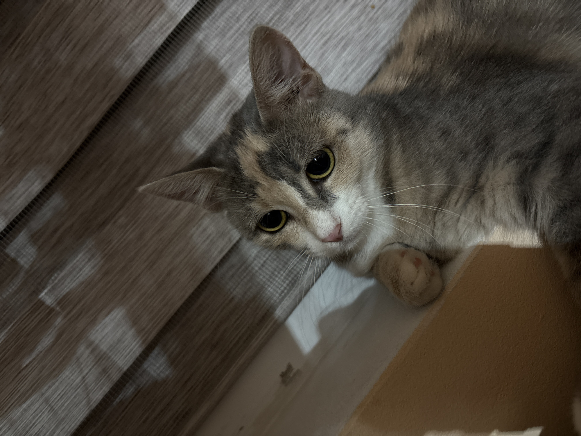 A tortoiseshell cat with large yellow eyes is resting near a window. The cat is positioned in the foreground, with its head tilted slightly to the left, looking directly at the camera. Its fur displays a mix of grey, white, and orange patches. To the left of the cat, a portion of a cream-colored surface is visible, possibly a windowsill or a piece of furniture. Behind the cat, a set of blinds with a textured, striped pattern stretches across the background. The lighting suggests an indoor setting, possibly during the daytime or evening. The location is not specified within the image or its context.