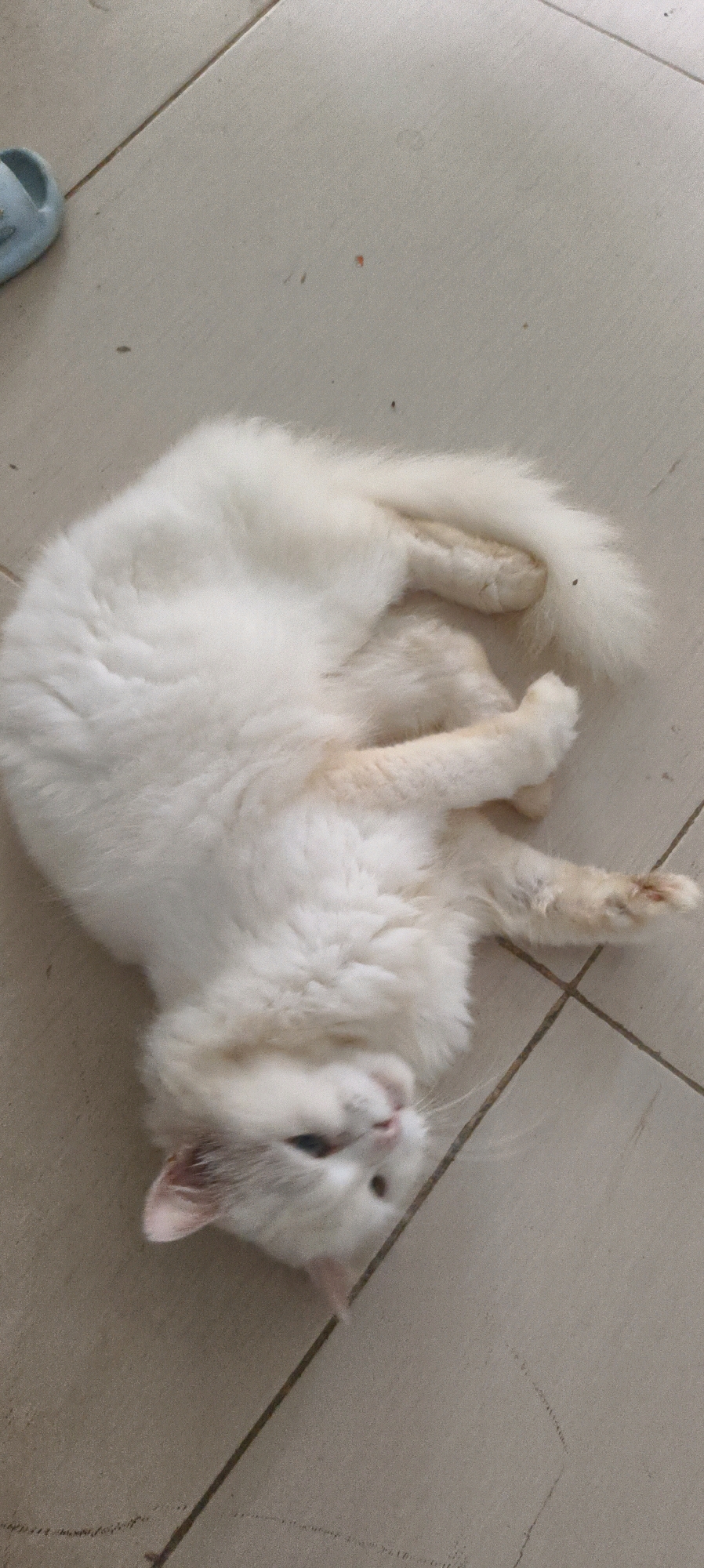 A fluffy white cat is lying on its back on a tiled floor. The cat's eyes are partially closed, and its head is tilted to the side. Its paws are tucked in towards its body. The floor is made of light-colored square tiles, with visible grout lines. A small light blue object, possibly a piece of footwear, is visible in the upper left corner of the image. The scene appears to be indoors, in a domestic setting. There is no indication of the location being in Waisai, Indonesia.