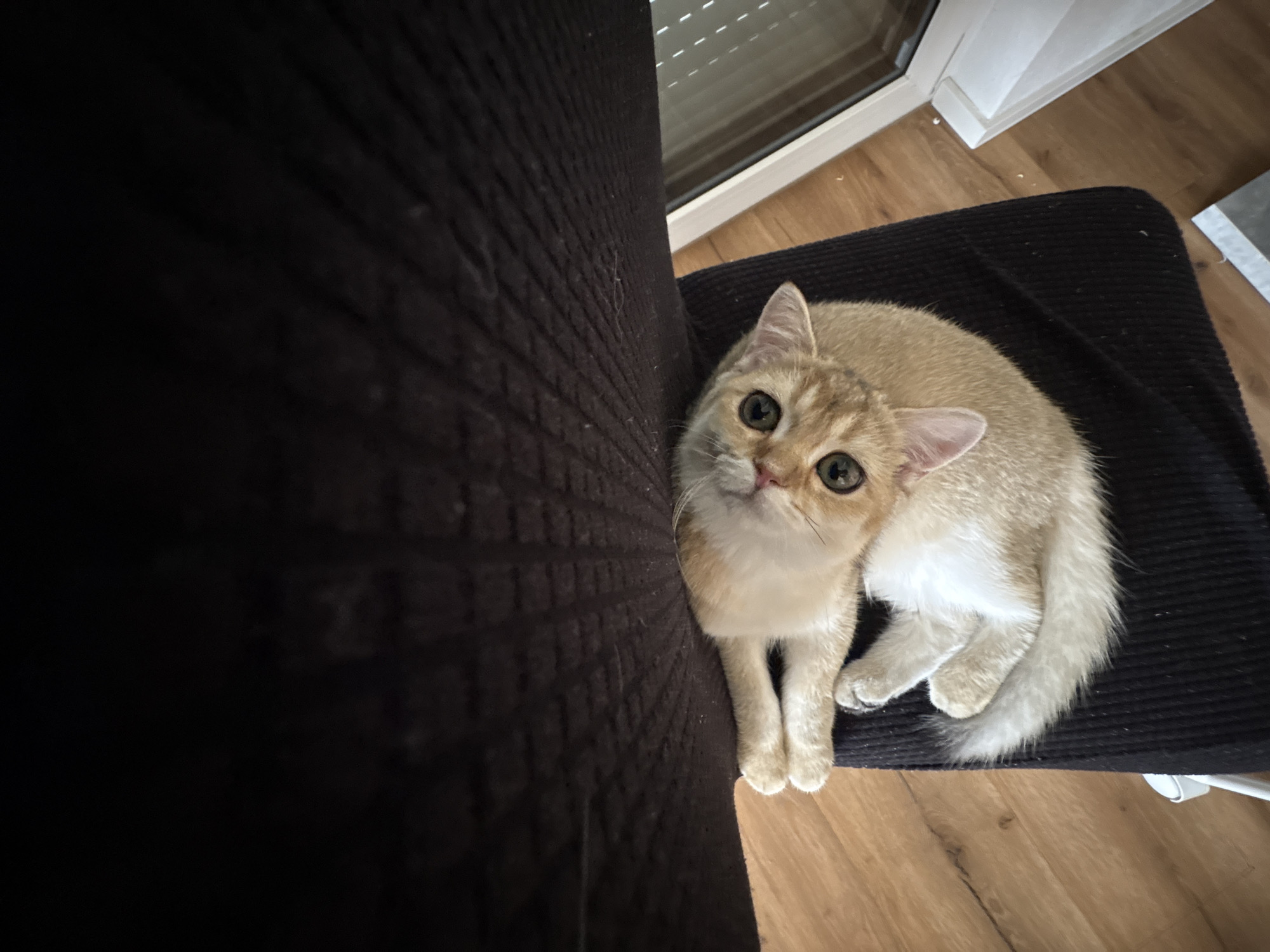 A light-colored kitten with green eyes is lying curled up on a dark cushion. The kitten's fur is a mix of cream and light orange. Its paws are white. The kitten is looking up at the camera. The cushion is on a wooden floor. Part of a dark, textured surface, possibly furniture, is visible above the kitten. In the background, a white window frame and a portion of a window are present. The scene appears to be indoors. There is no information to determine the location in Bönnigheim, Germany.
