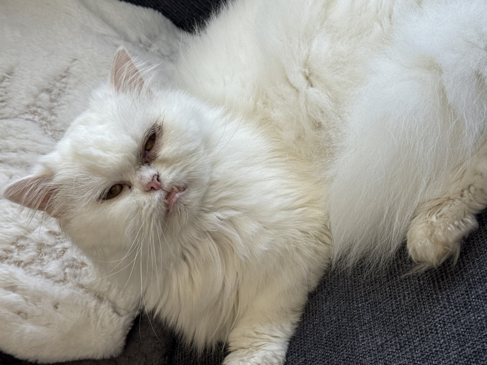 A close-up shot shows a white, fluffy Persian cat lying on a gray textured surface. The cat is positioned at a slight angle to the camera, with its head toward the left and body extending to the right. Its amber-colored eyes are partially closed, and its tongue is slightly visible. The cat is surrounded by its own fur, and part of another light-colored surface is visible in the background to the left. The image does not provide any information to determine that it was taken in Burgas, Bulgaria.