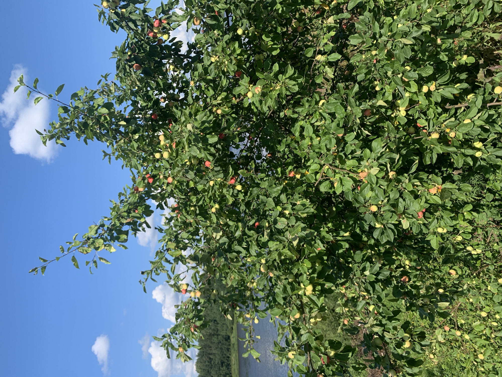A sunlit outdoor scene features a dense apple tree laden with numerous small, unripe apples in various shades of green and red. The tree is situated on a grassy embankment overlooking a wide body of water, likely a river or lake, which stretches into the background. Beyond the water, a dense forest of green trees is visible. The sky above is a clear, vibrant blue with a few scattered white clouds. The location is identified as Churilovo, Russia. There are no people or animals present in the image.