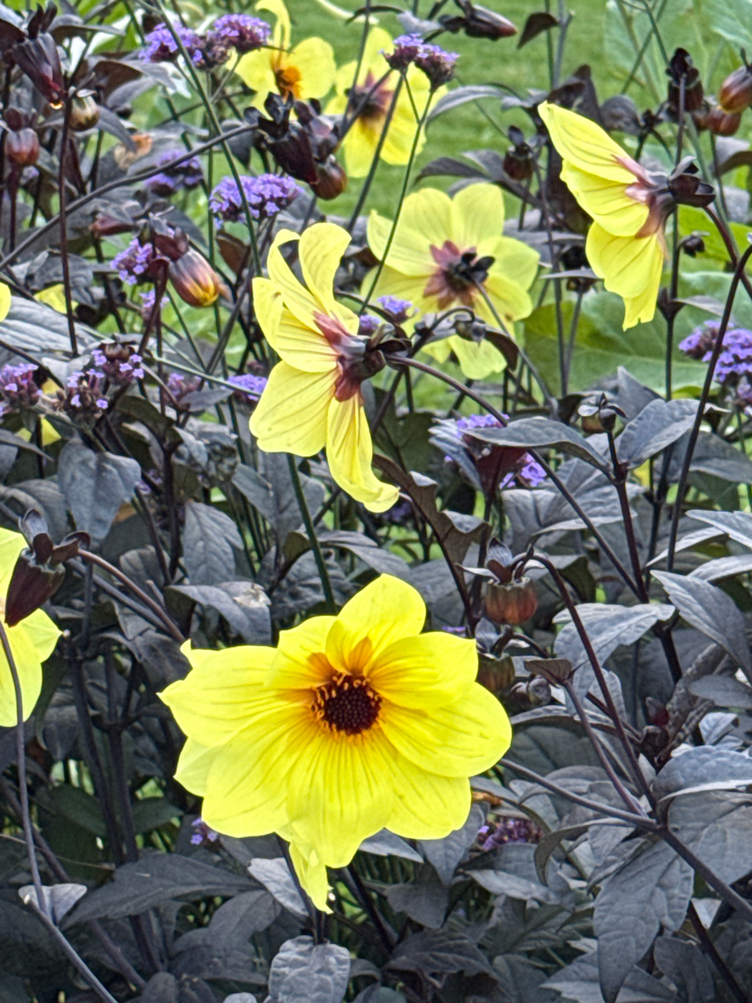 This is a close-up, eye-level, vertical outdoor photograph of yellow dahlias with dark foliage and small purple flowers, possibly Verbena. The dahlias are in various stages of bloom, with some fully open and others still budding. The petals are a bright, vibrant yellow, and the centers are dark brown. The foliage is a deep, dark purple, almost black, and the leaves are broad and textured. The purple flowers are small and clustered, providing a contrast to the larger yellow blooms. The background is blurred green, suggesting a garden setting. There are no people or animals visible in the image. The lighting is soft and natural, creating a slightly muted tone throughout the image. The photograph appears to be taken in a botanical garden or a well-maintained garden space in Tallinn, Estonia, possibly in the Pirita Convent or the Tallinn Botanic Garden, given the likely presence of diverse flora suitable for such environments.