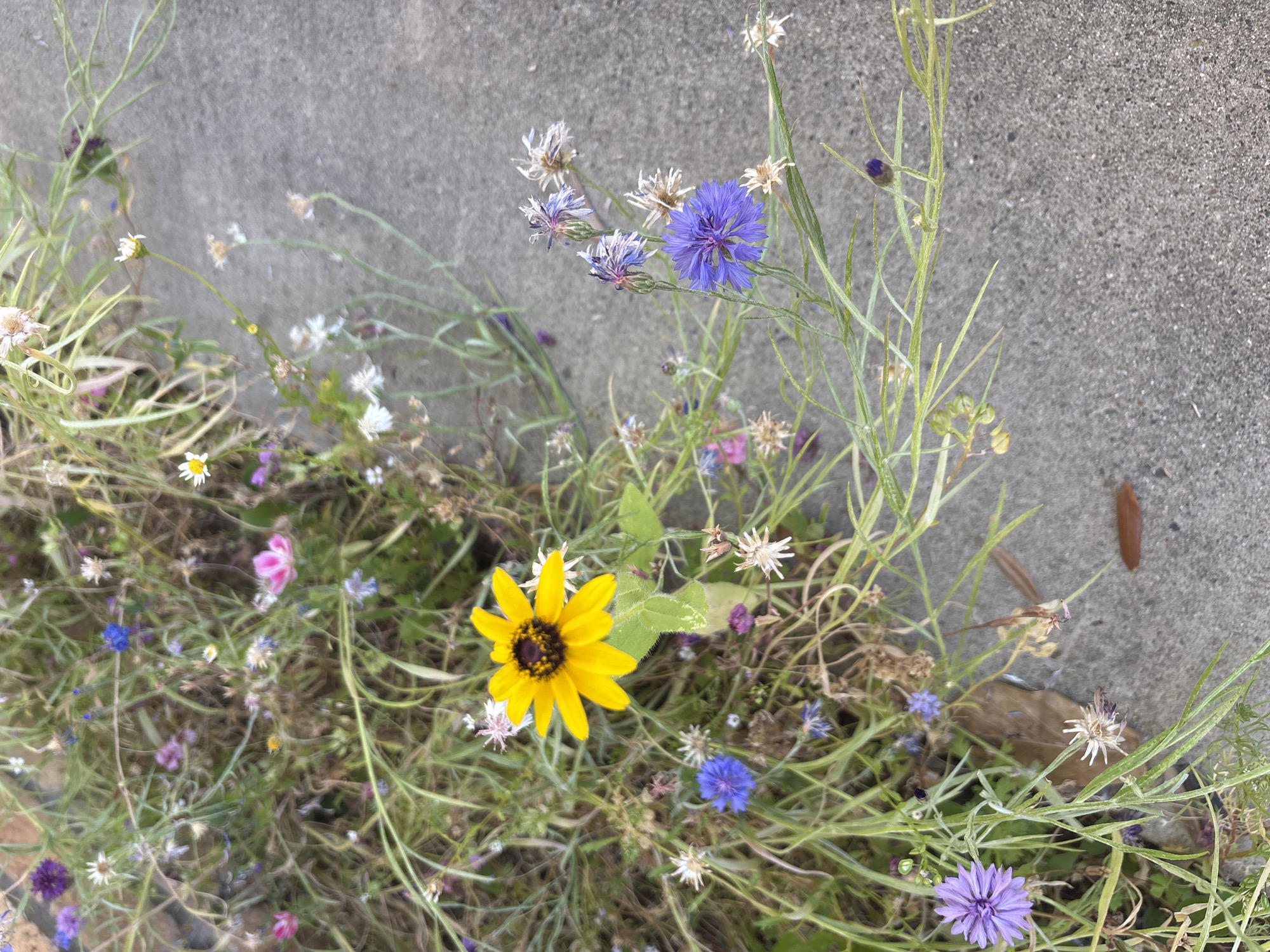 A cluster of wildflowers grows alongside a concrete surface in Fair Oaks, California. The flowers are varied in color, with prominent yellow, blue, and purple blooms, as well as smaller white and pink blossoms. Some of the flowers are fully open, while others are buds or have begun to wilt. The concrete surface appears to be a sidewalk or pathway. The overall impression is of a wild, natural growth encroaching on a man-made urban element.